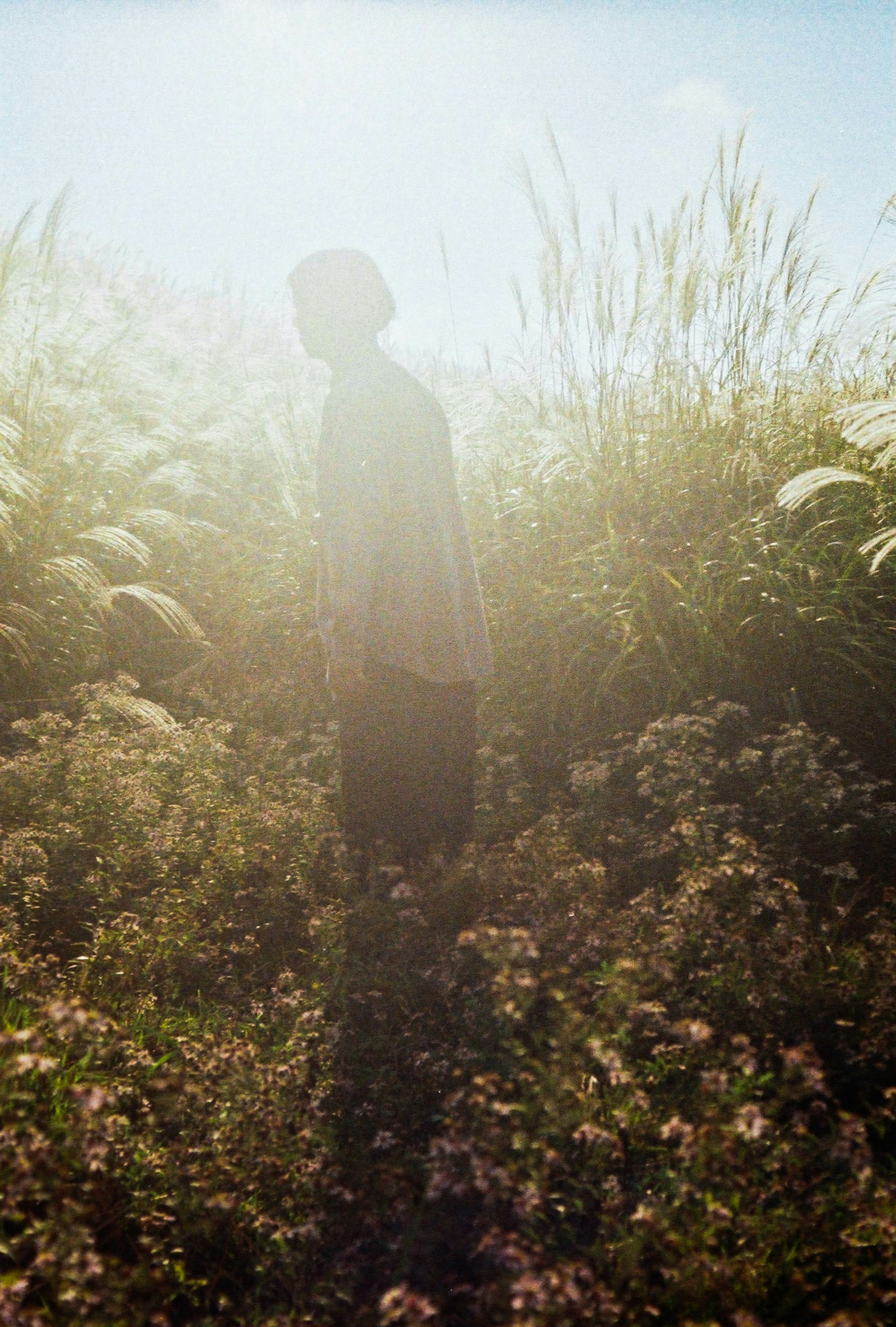 Une silhouette se tenant dans une lumière douce entourée de fleurs et d'herbes hautes