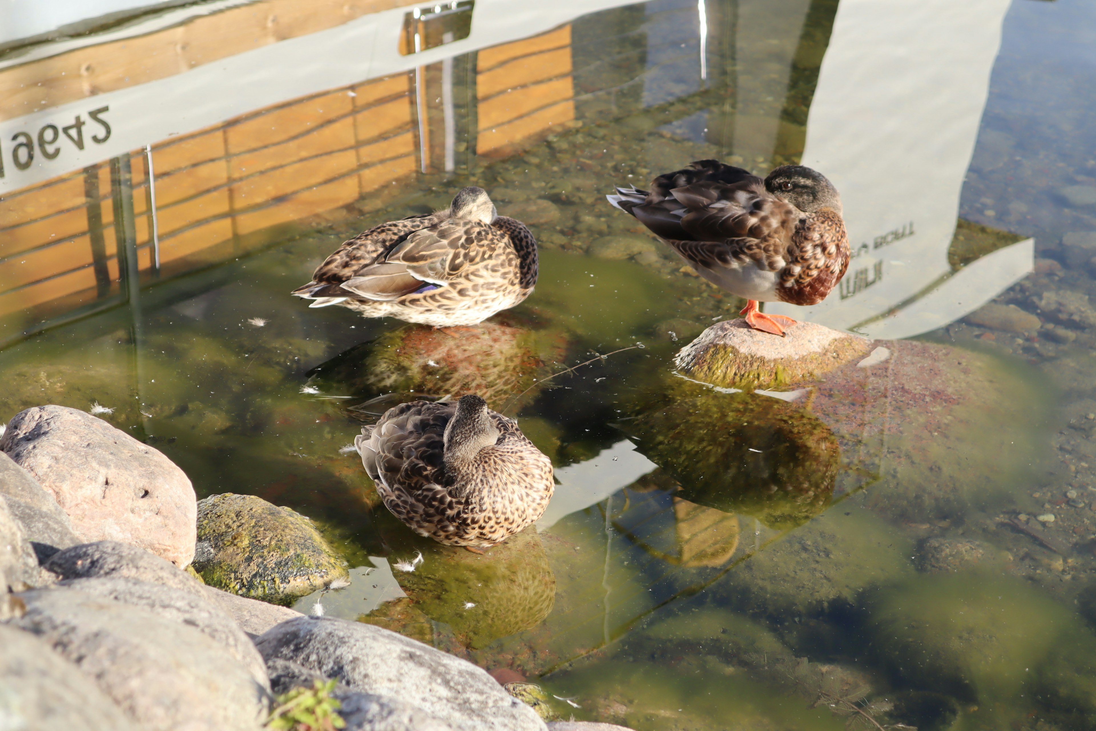 Enten stehen auf Steinen in einem Teich mit Reflexionen