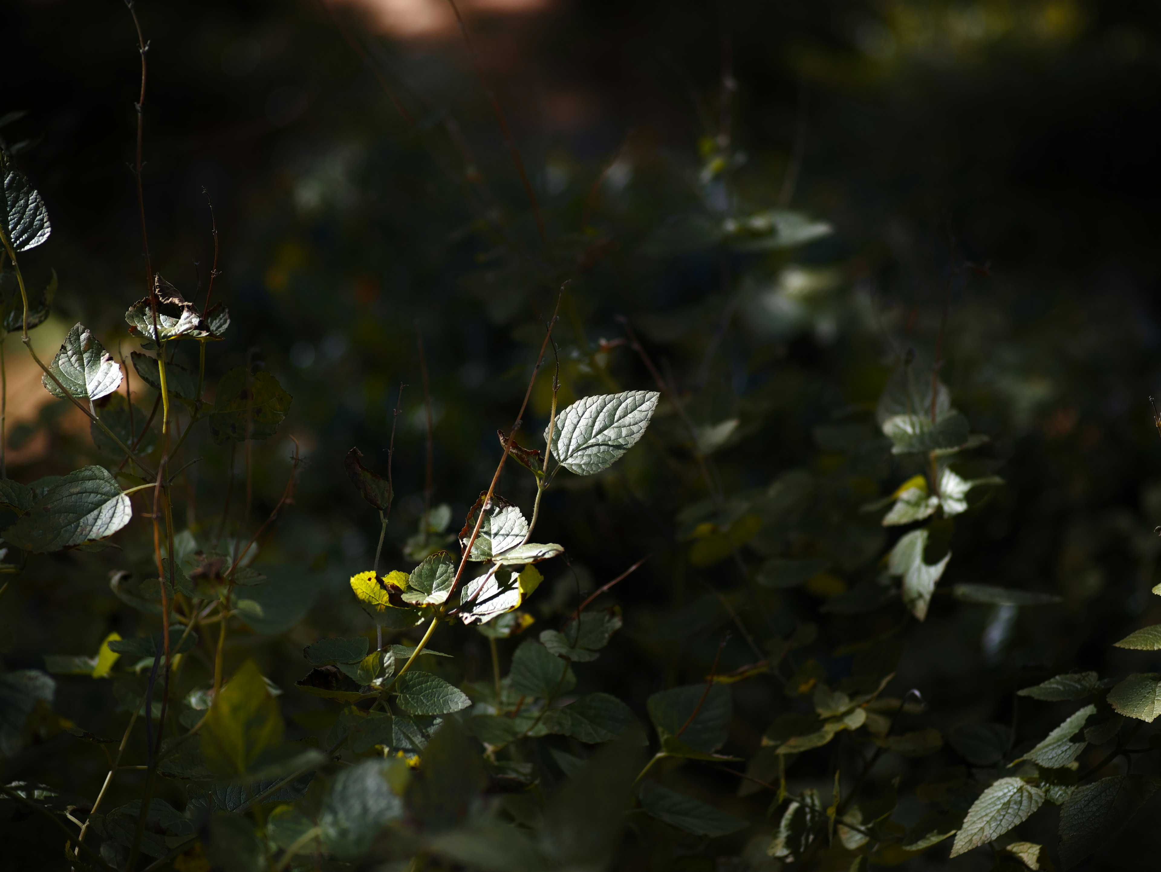 Suave contraste de hojas verdes y flores blancas sobre un fondo oscuro