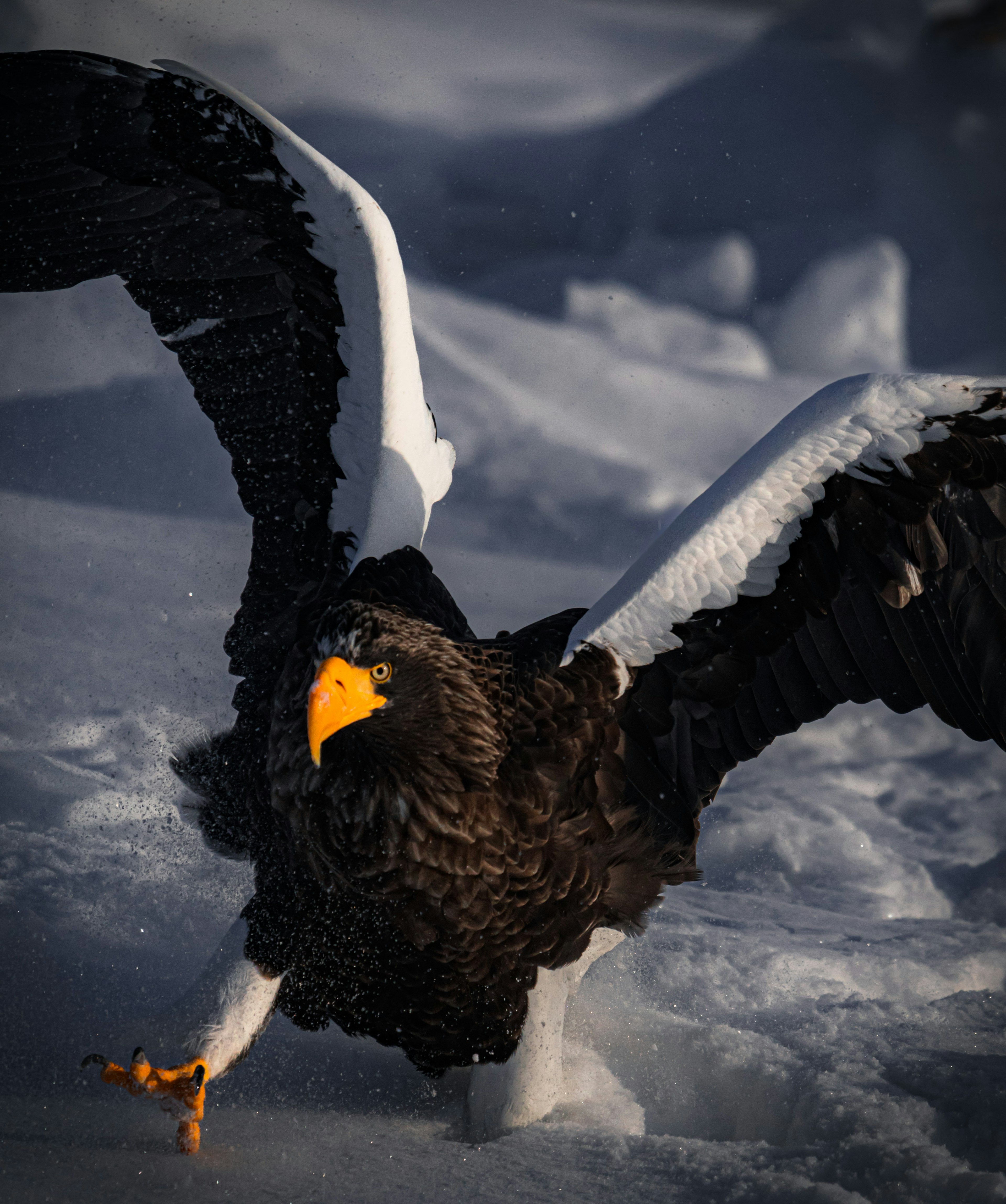 Stellers Seeadler breitet seine Flügel im Schnee aus