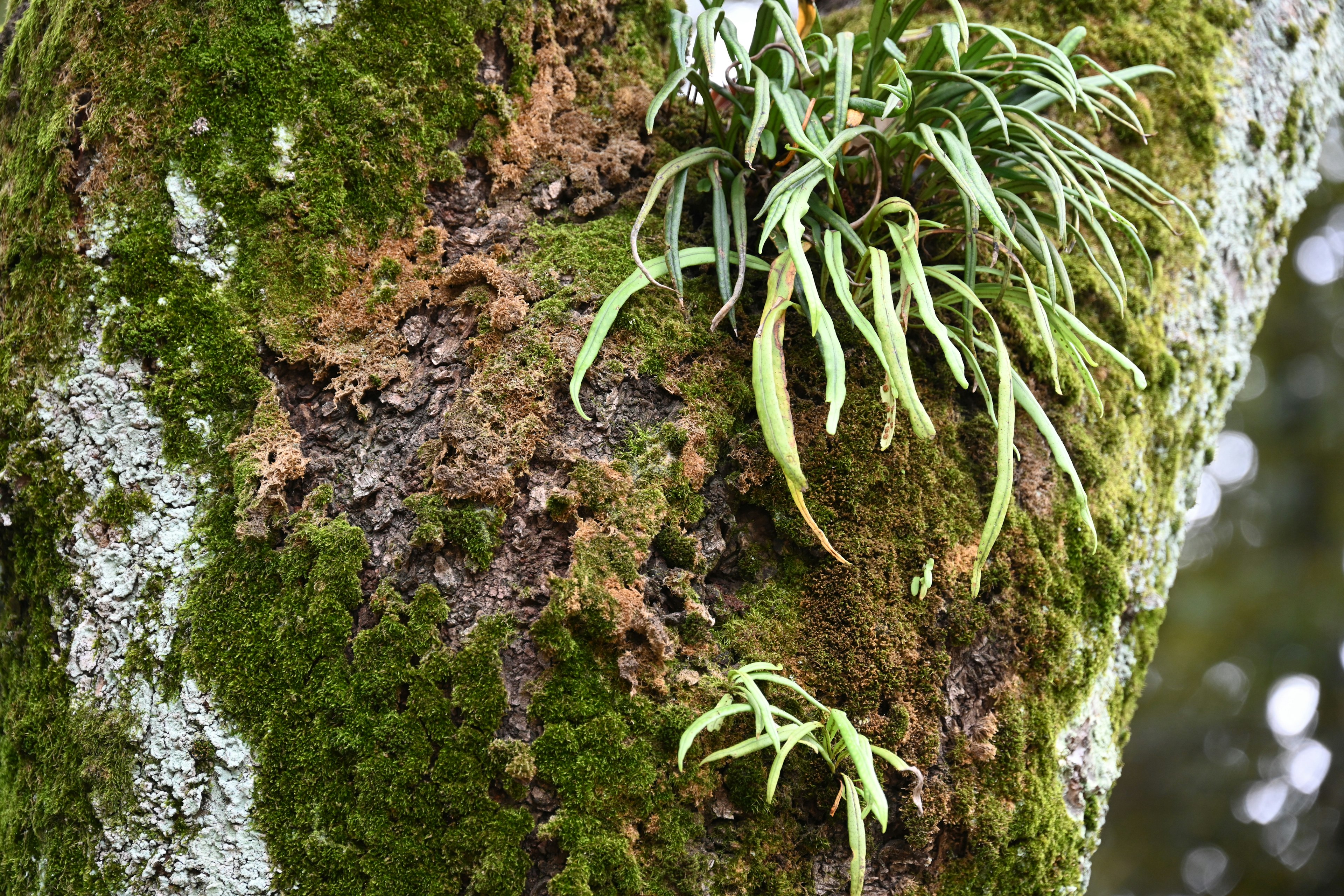 Close-up of green plants and moss on a tree trunk