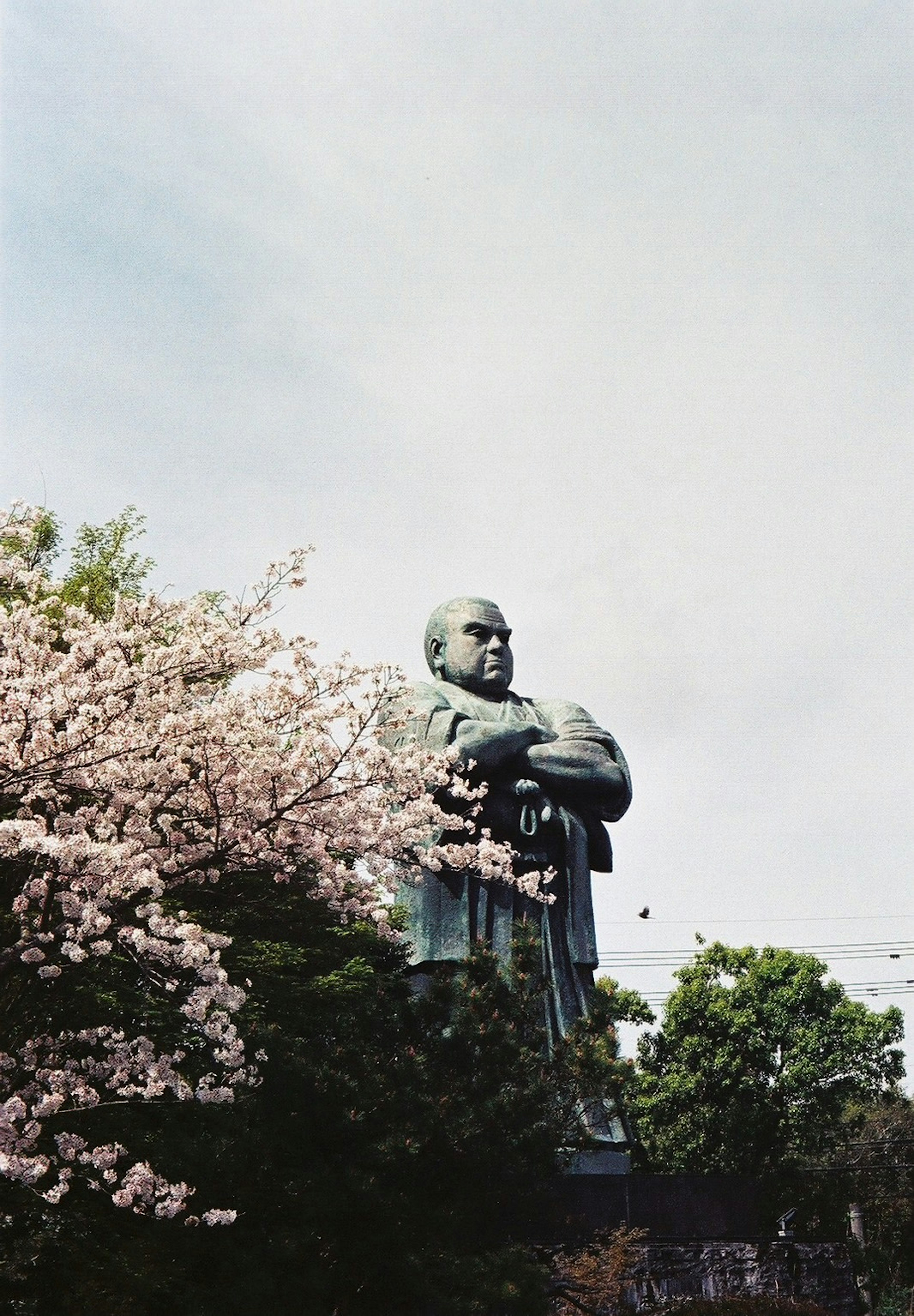 Grande statue près des cerisiers en fleurs