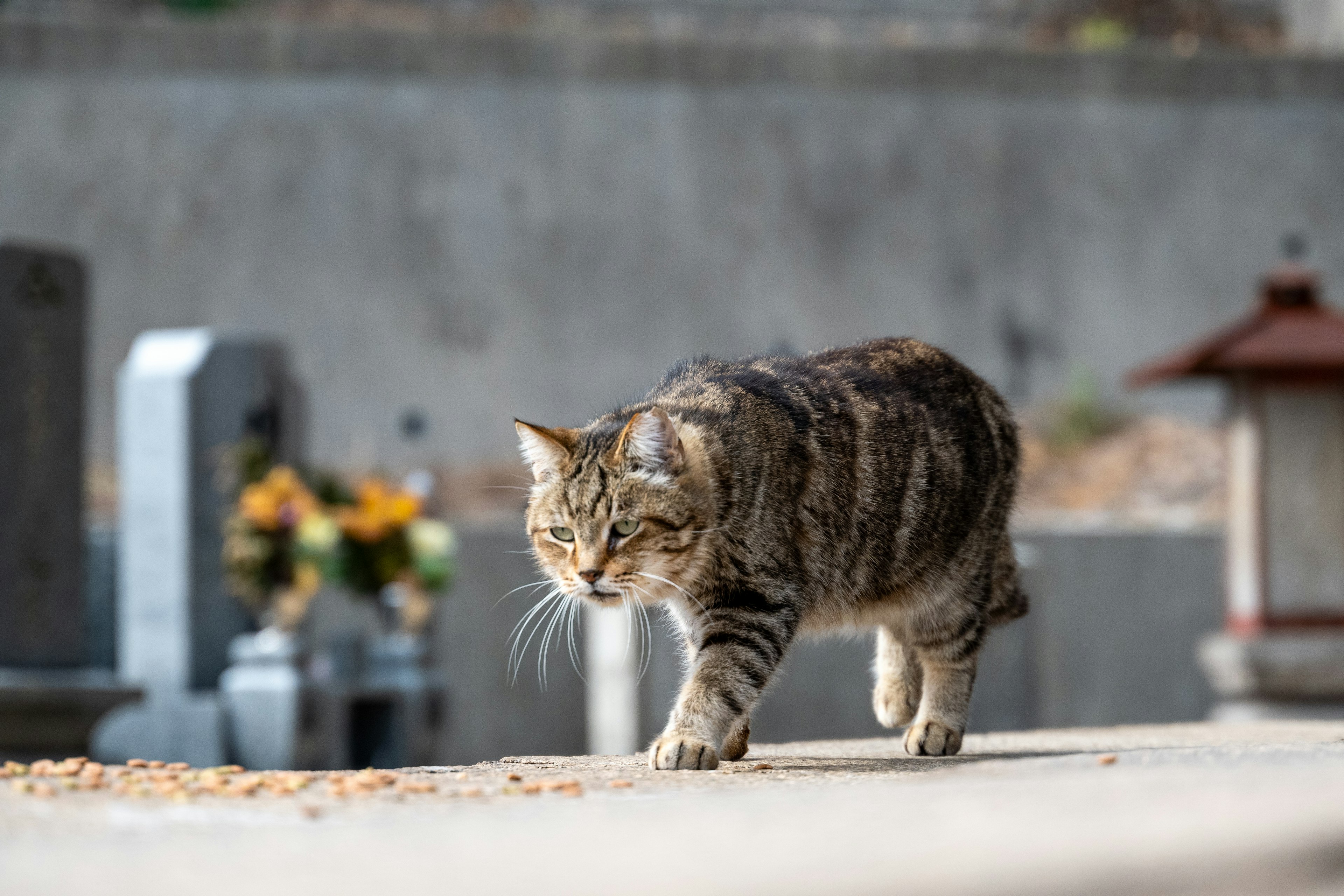 A cat walking in a cemetery with distinctive brown stripes