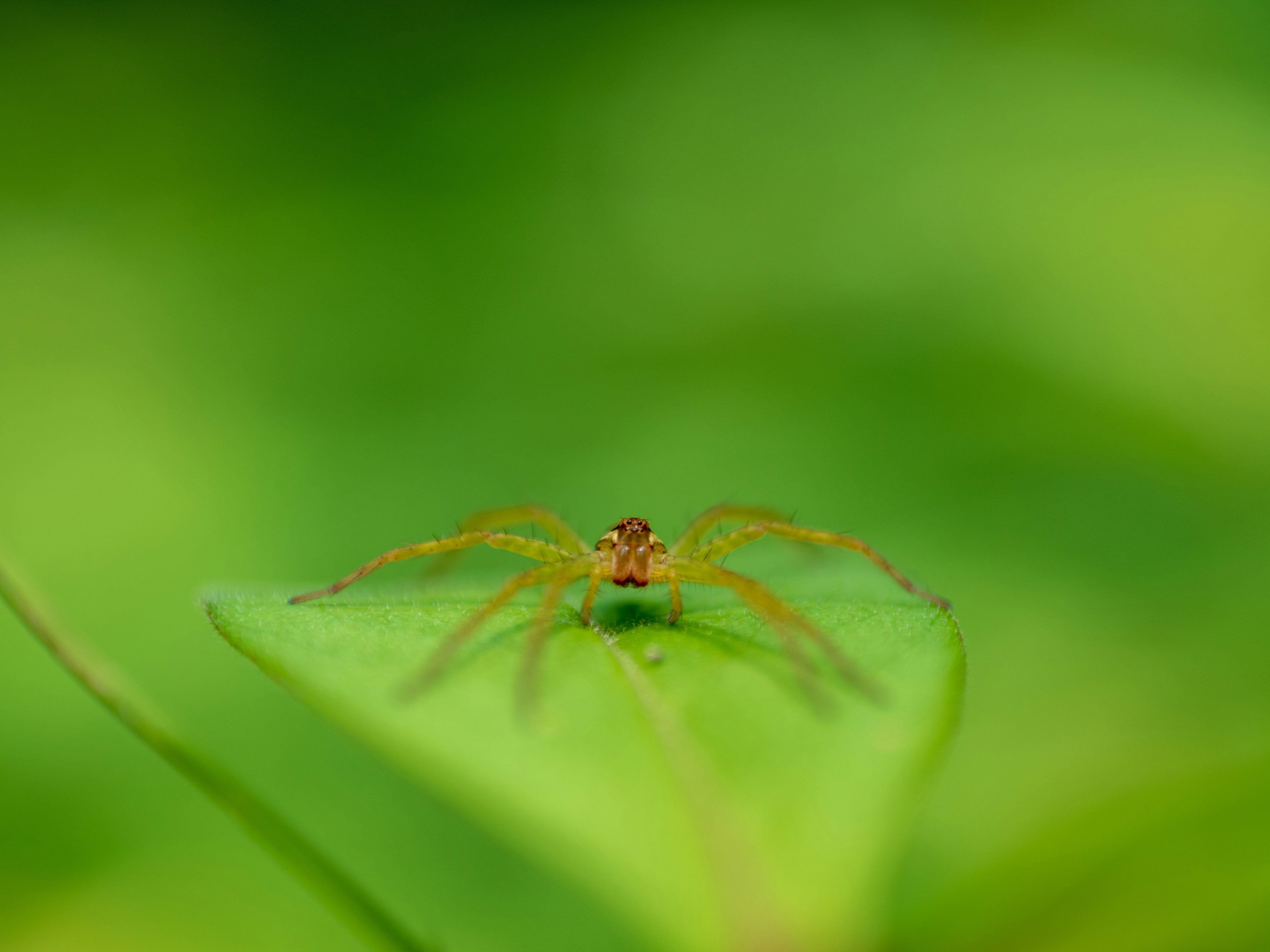 Eine kleine Spinne auf einem Blatt vor grünem Hintergrund