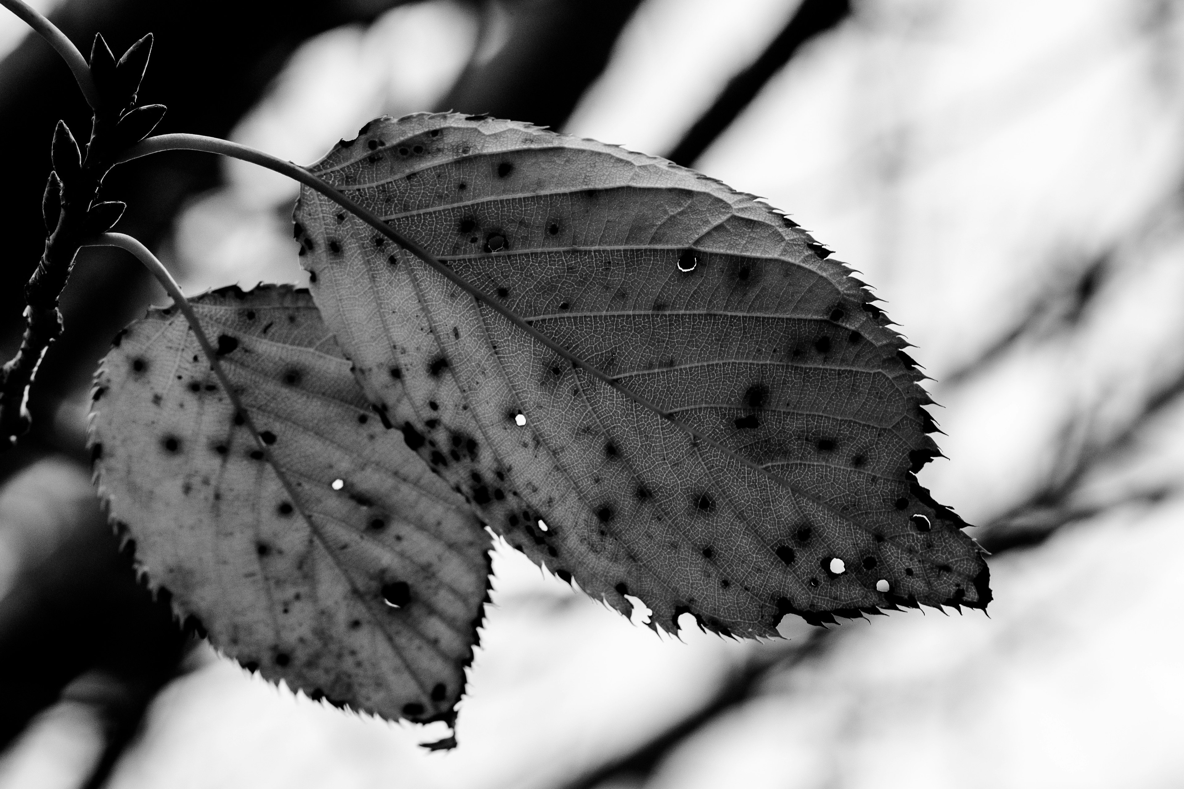 Gros plan de deux feuilles sur un fond noir