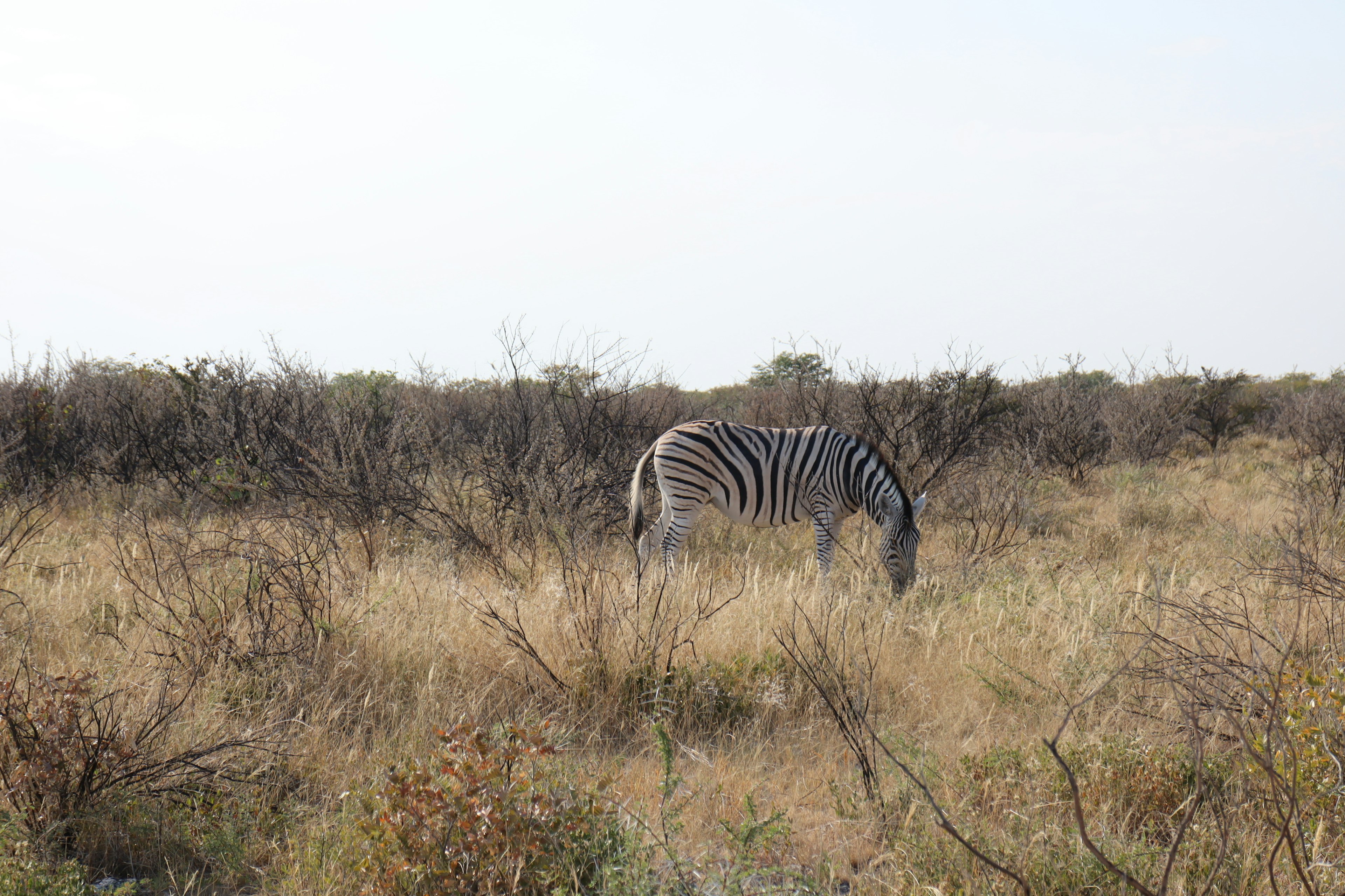 Una zebra che pascola in un campo erboso