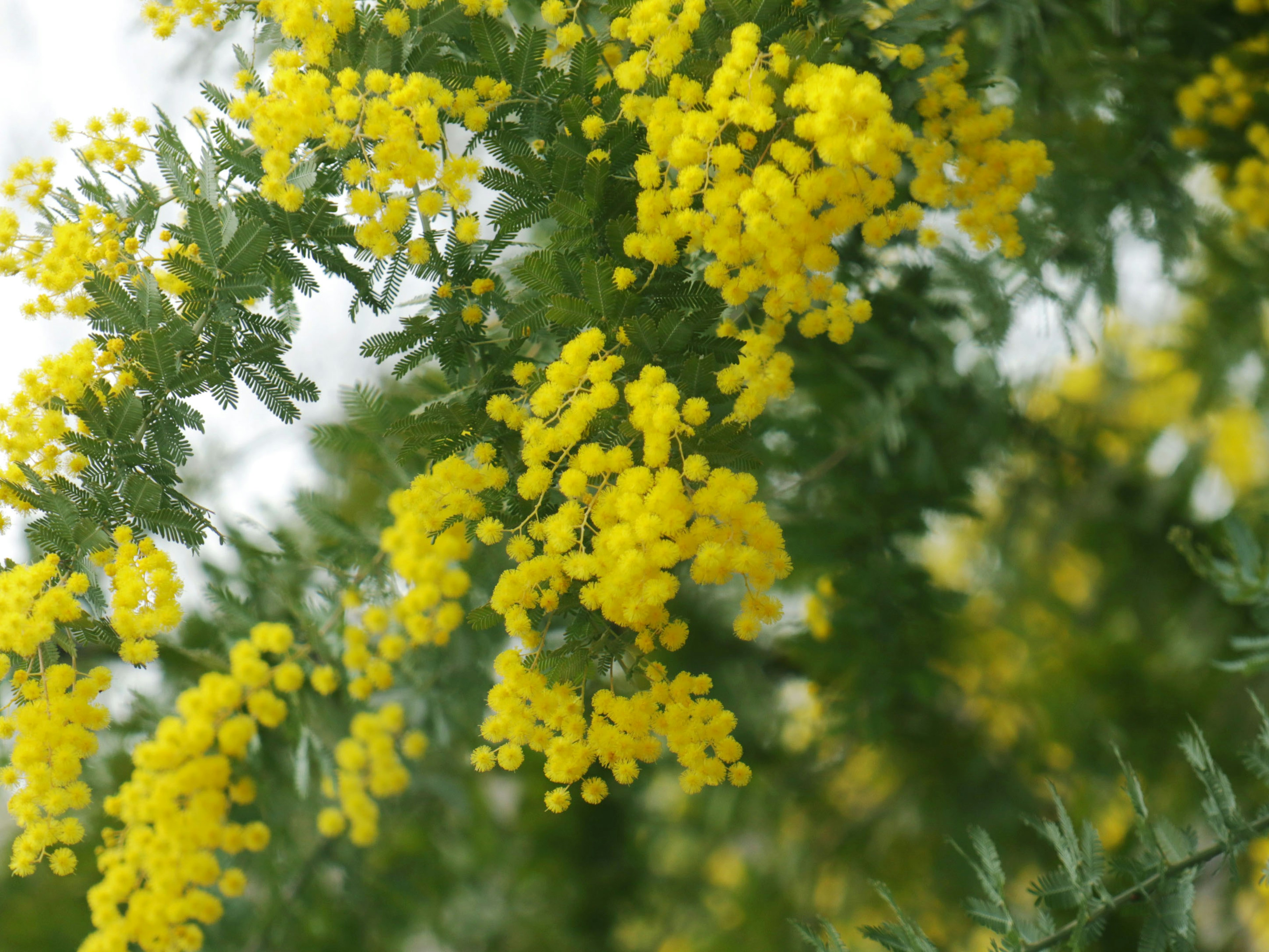 Nahaufnahme von lebhaften gelben Mimosenblüten an einem Zweig