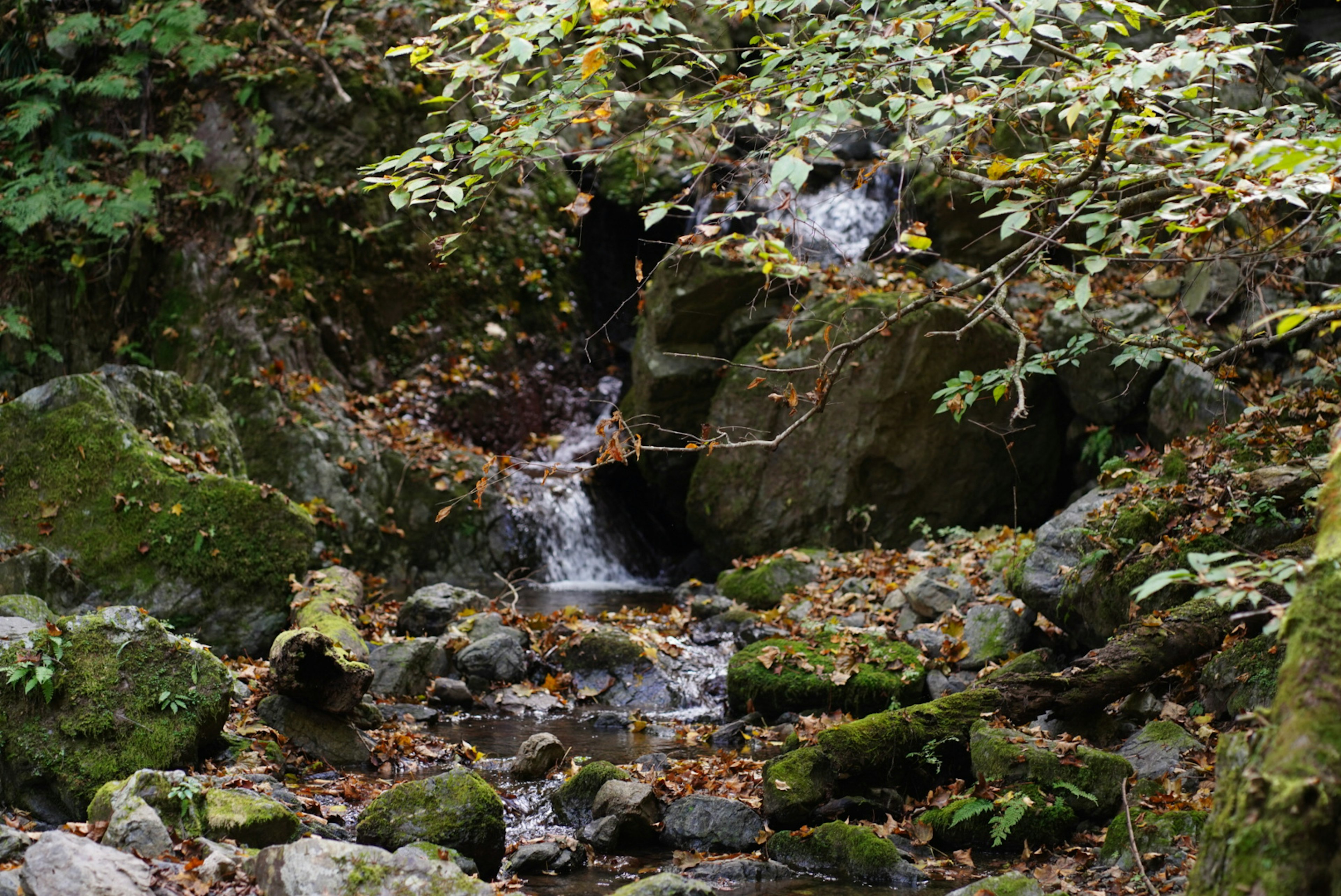 A serene stream flowing through rocks and fallen leaves surrounded by greenery