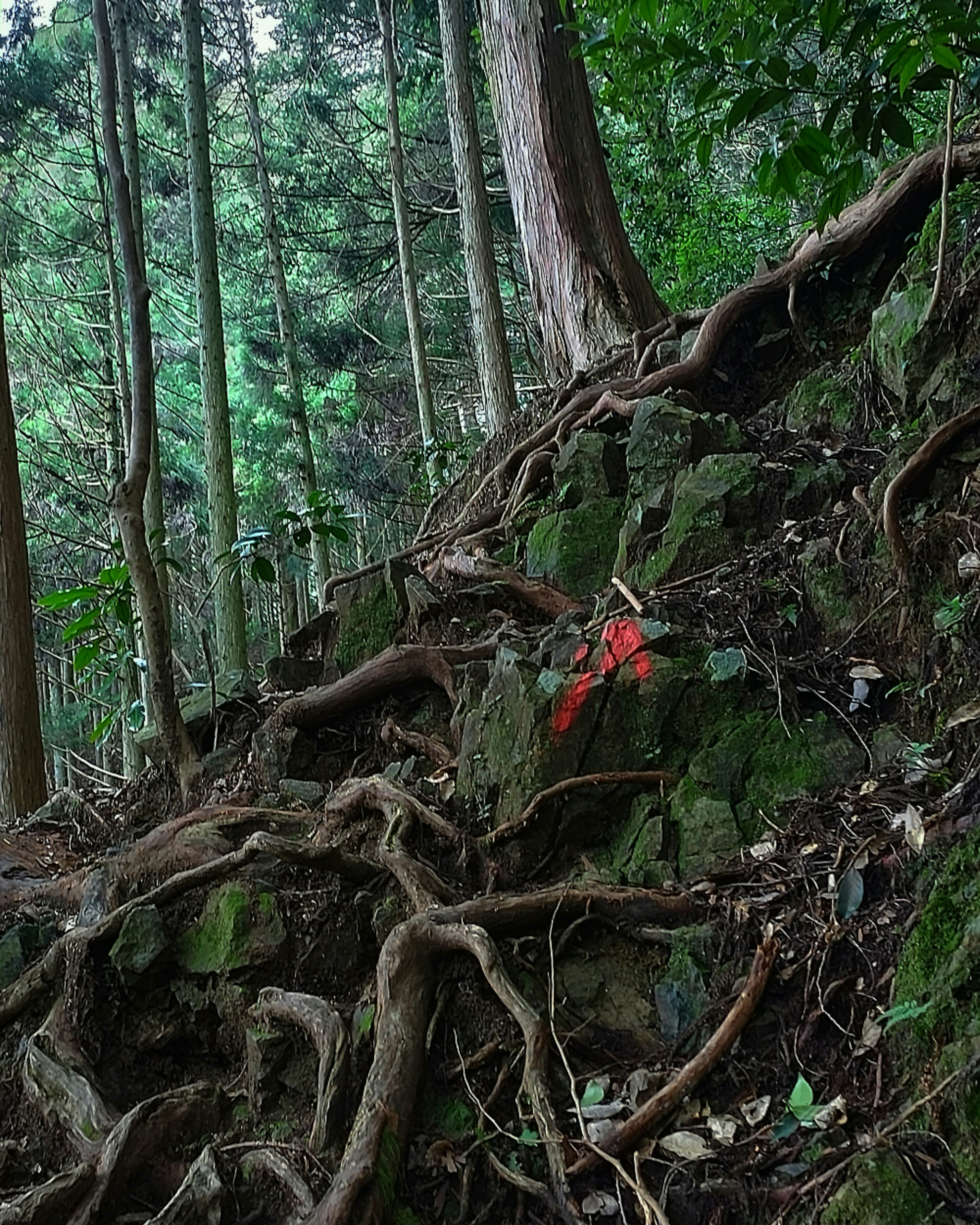 Scenic view of rocks and roots in a lush green forest with a red marking