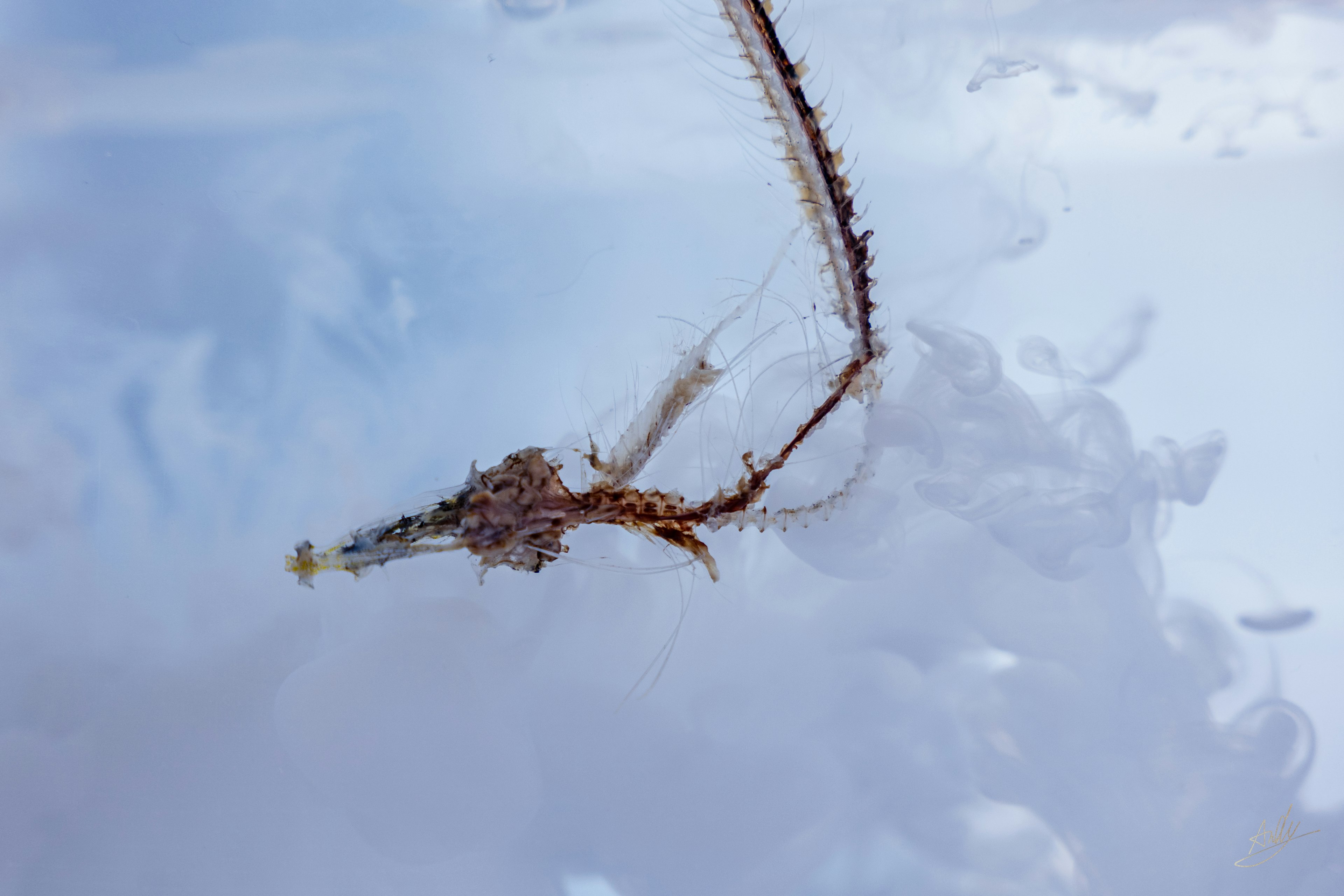 Criatura acuática transparente con largos tentáculos flotando en el agua