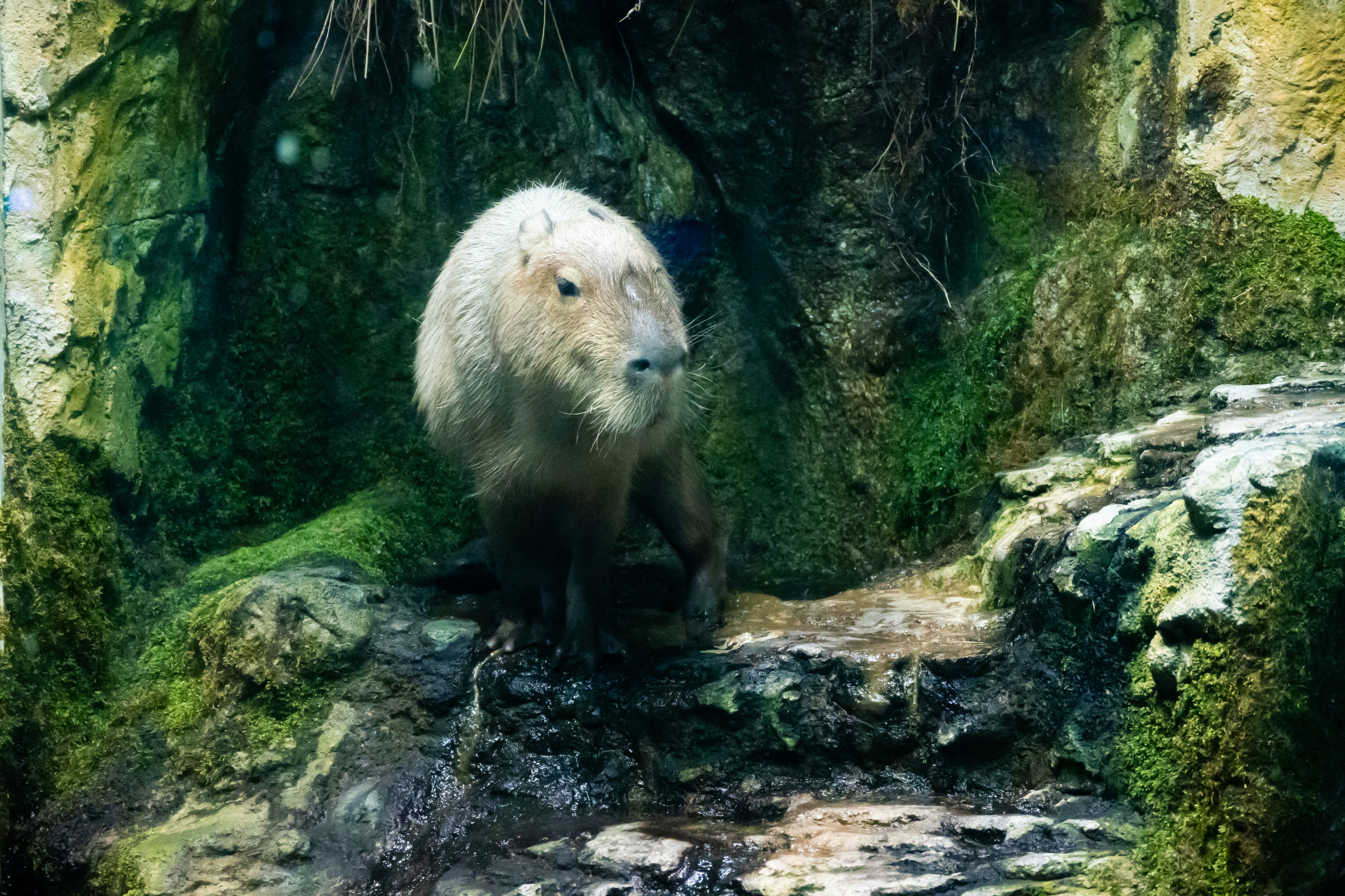 A small rodent-like animal peeking out from between rocks near a water source