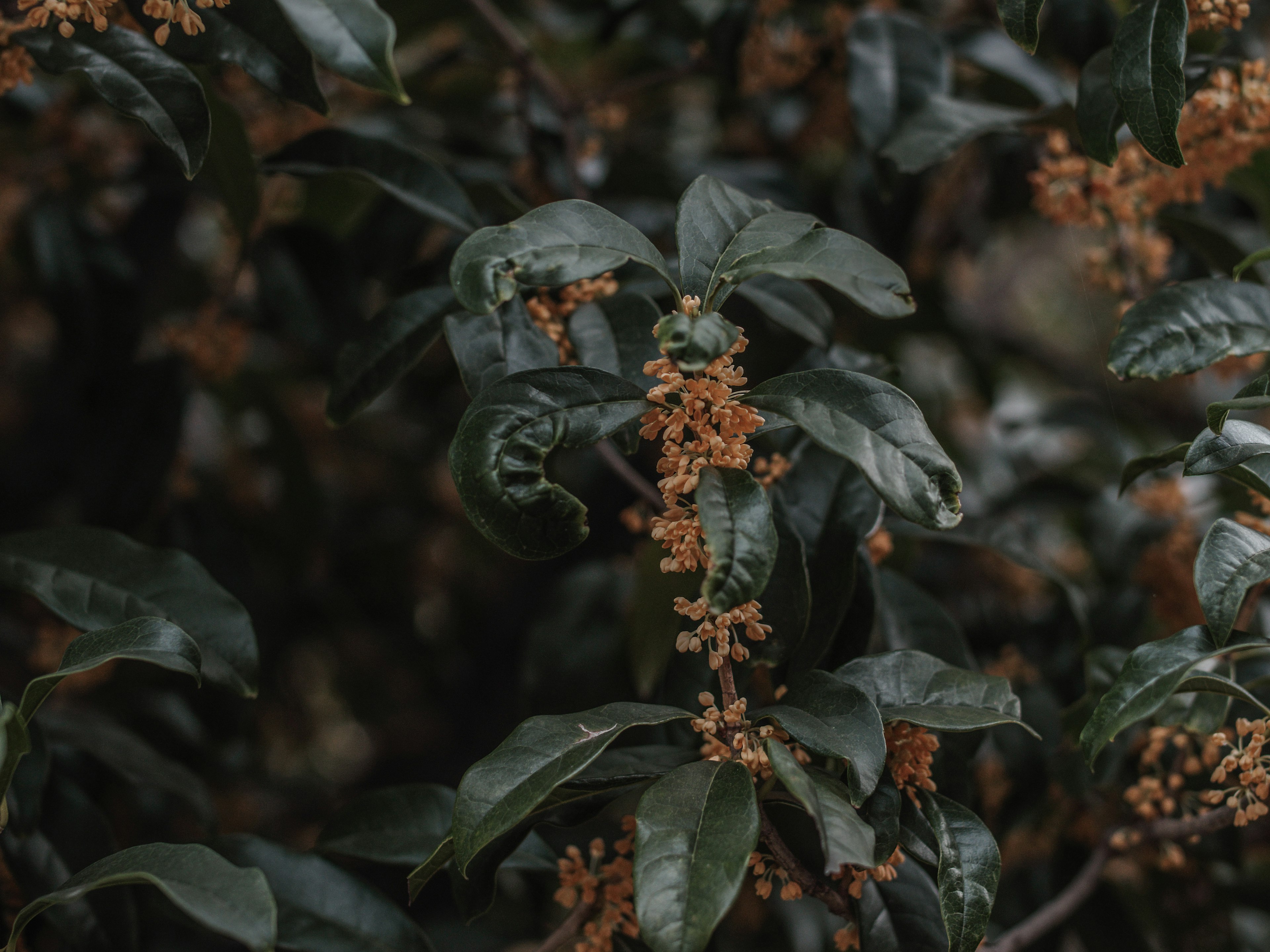 特写植物，绿色叶子和橙色花朵