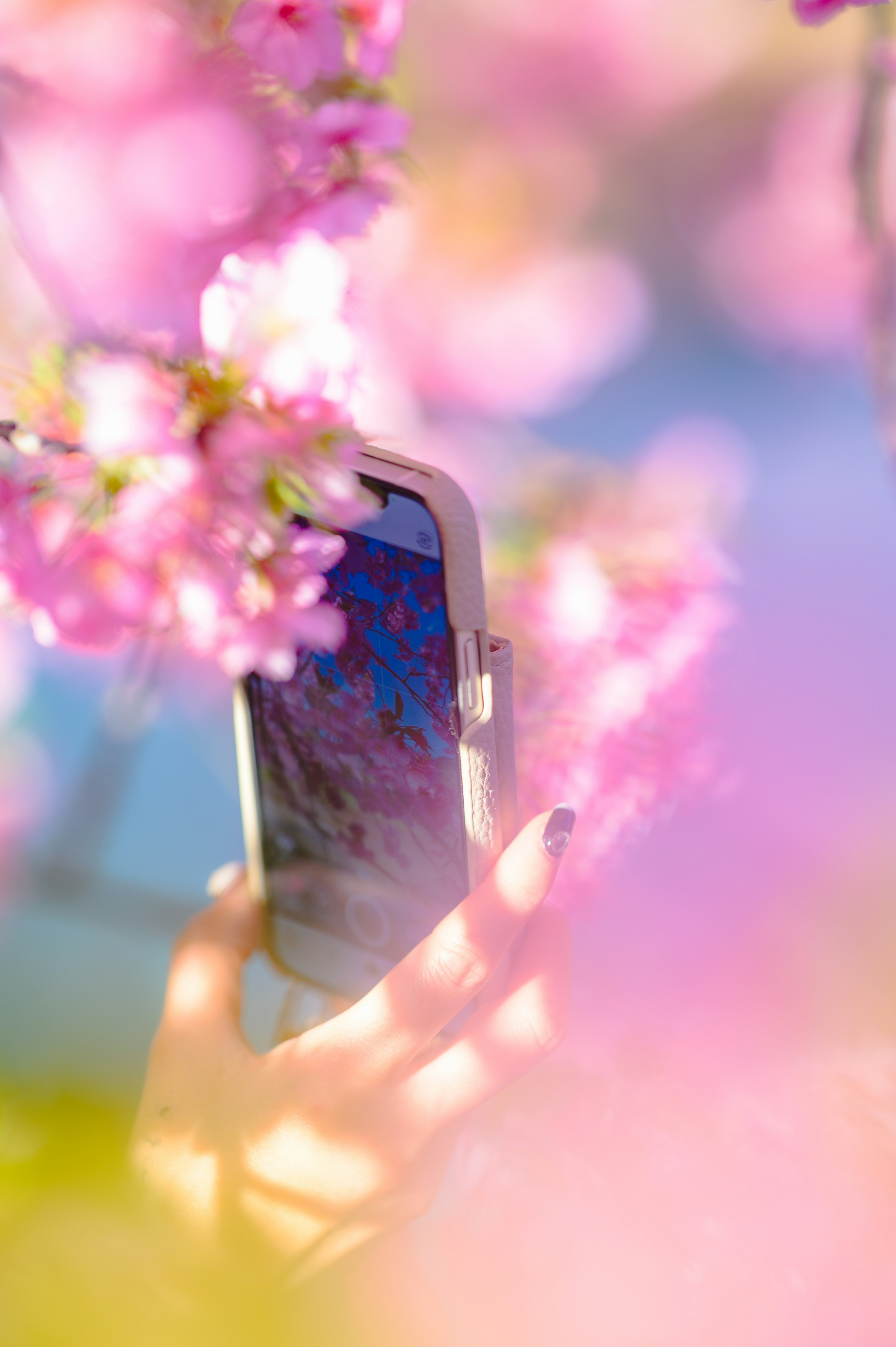 Una mano sosteniendo un teléfono inteligente entre flores de cerezo con un fondo rosa suave