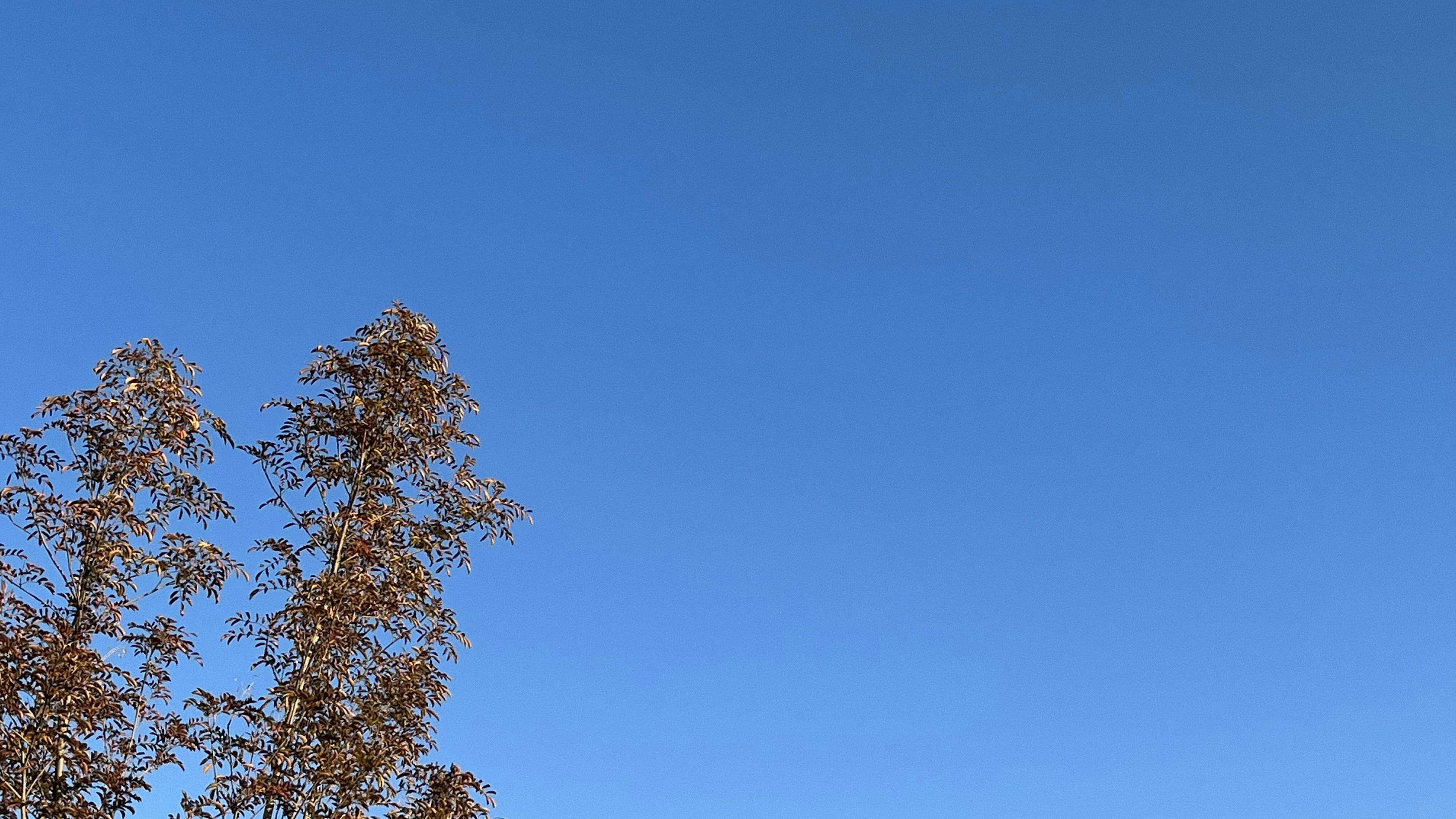 青空に枯れた木の枝が見えるシンプルな風景