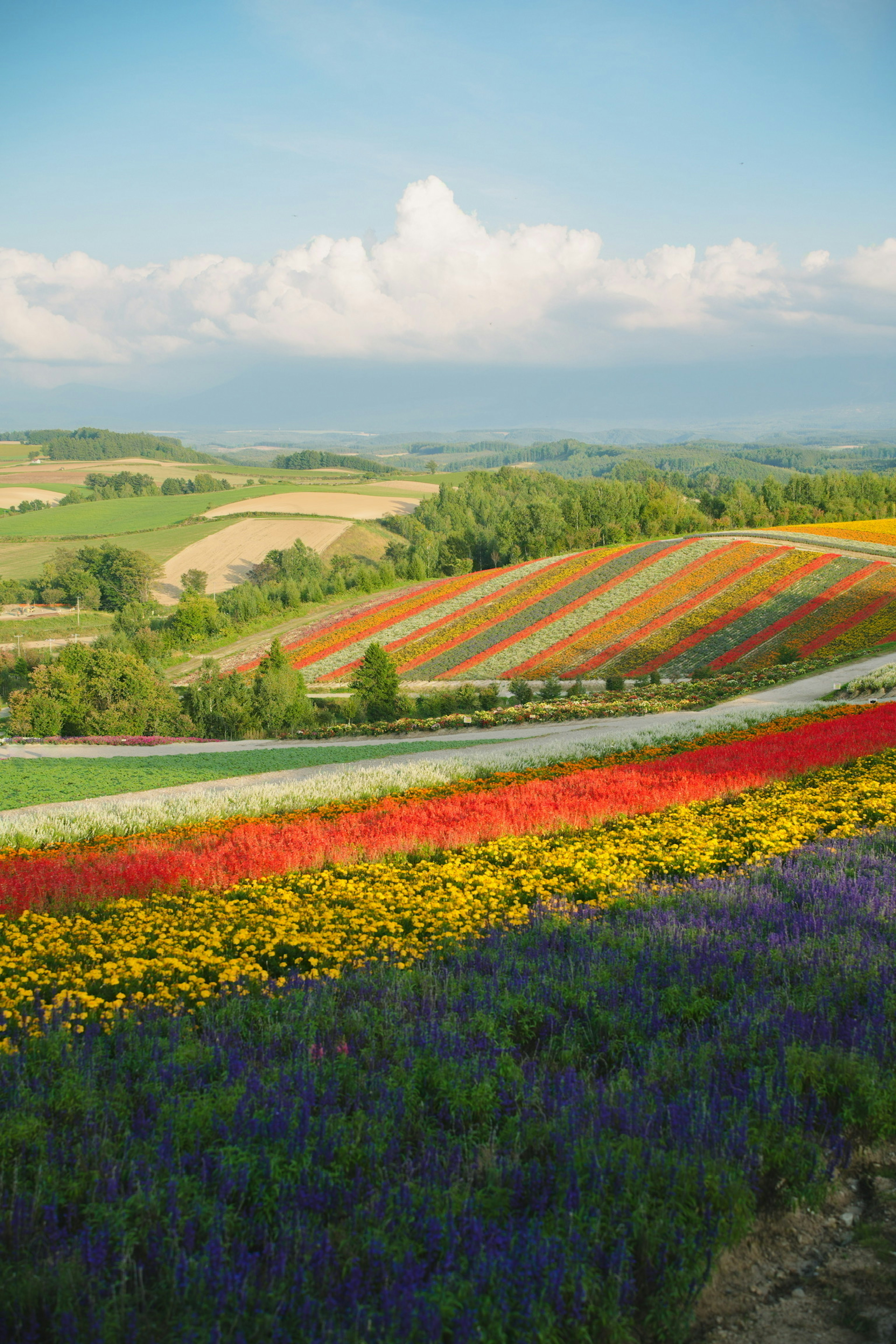 Campi di fiori vivaci in un paesaggio panoramico con colline ondulate