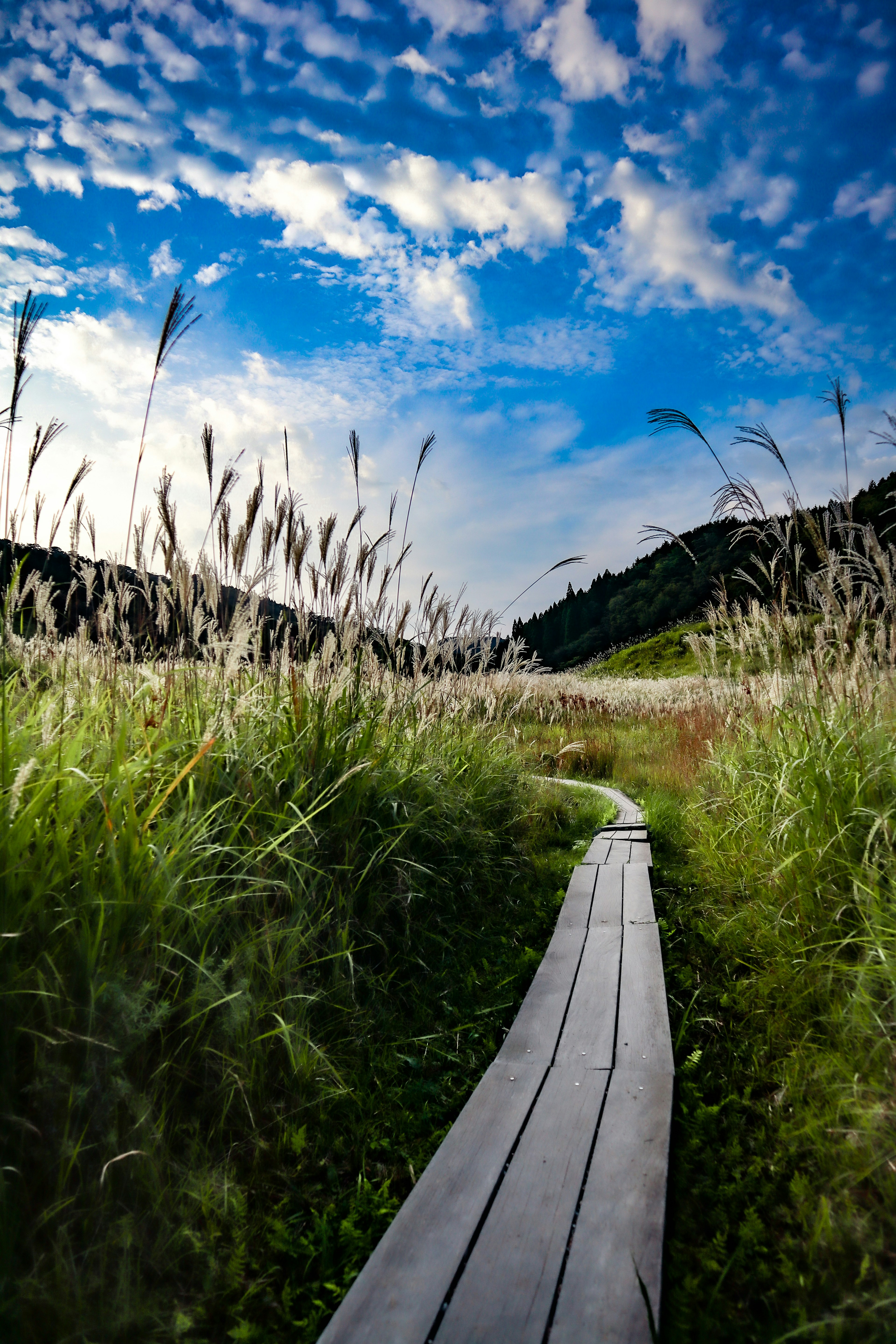 Un chemin en bois serpentant à travers de hautes herbes sous un ciel bleu avec des nuages