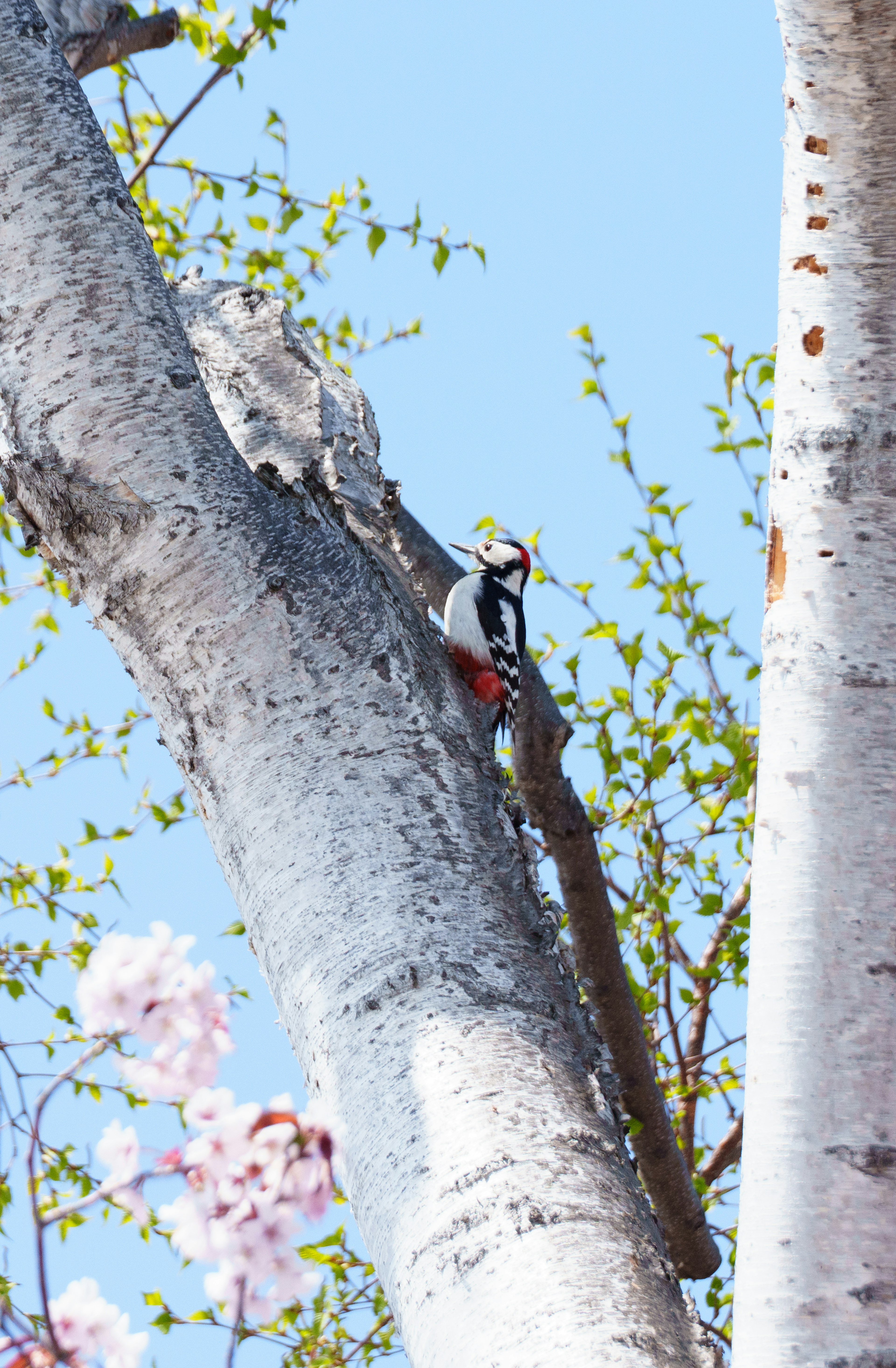 Woodpecker perched on a tree with bright blue sky and fresh green leaves