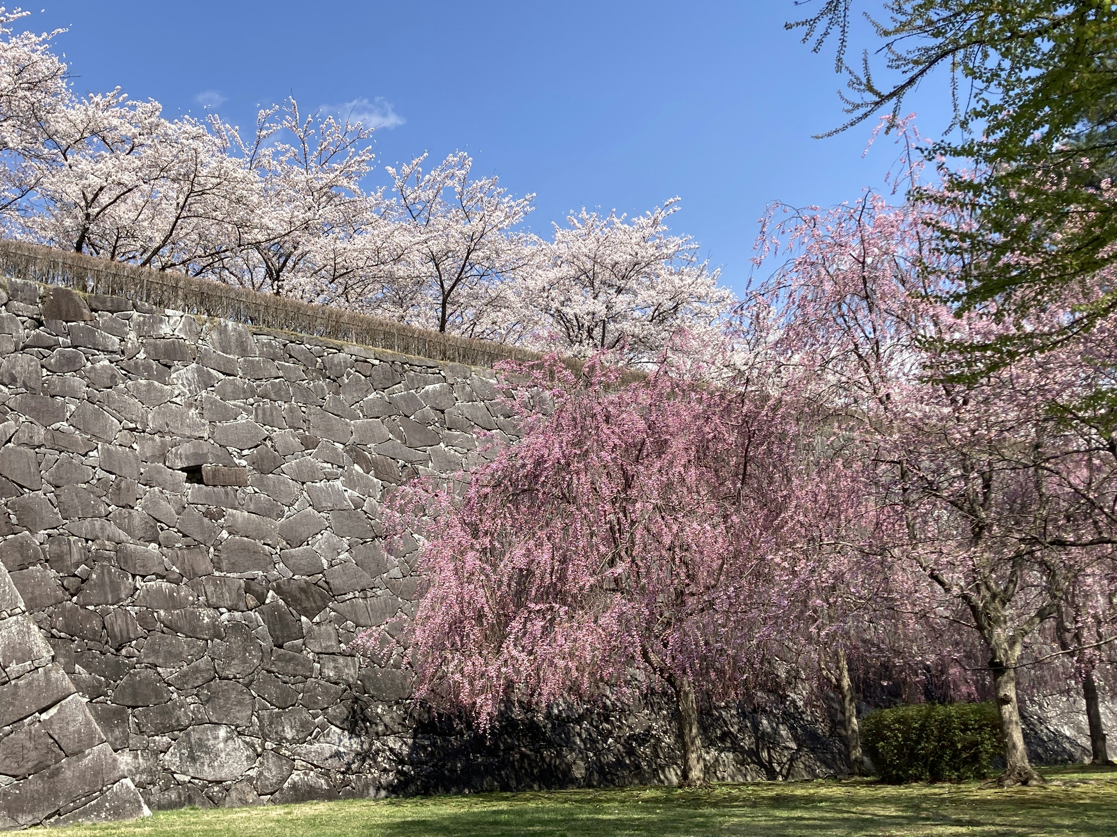 Kirschblütenbäume blühen neben einer Steinmauer unter einem blauen Himmel