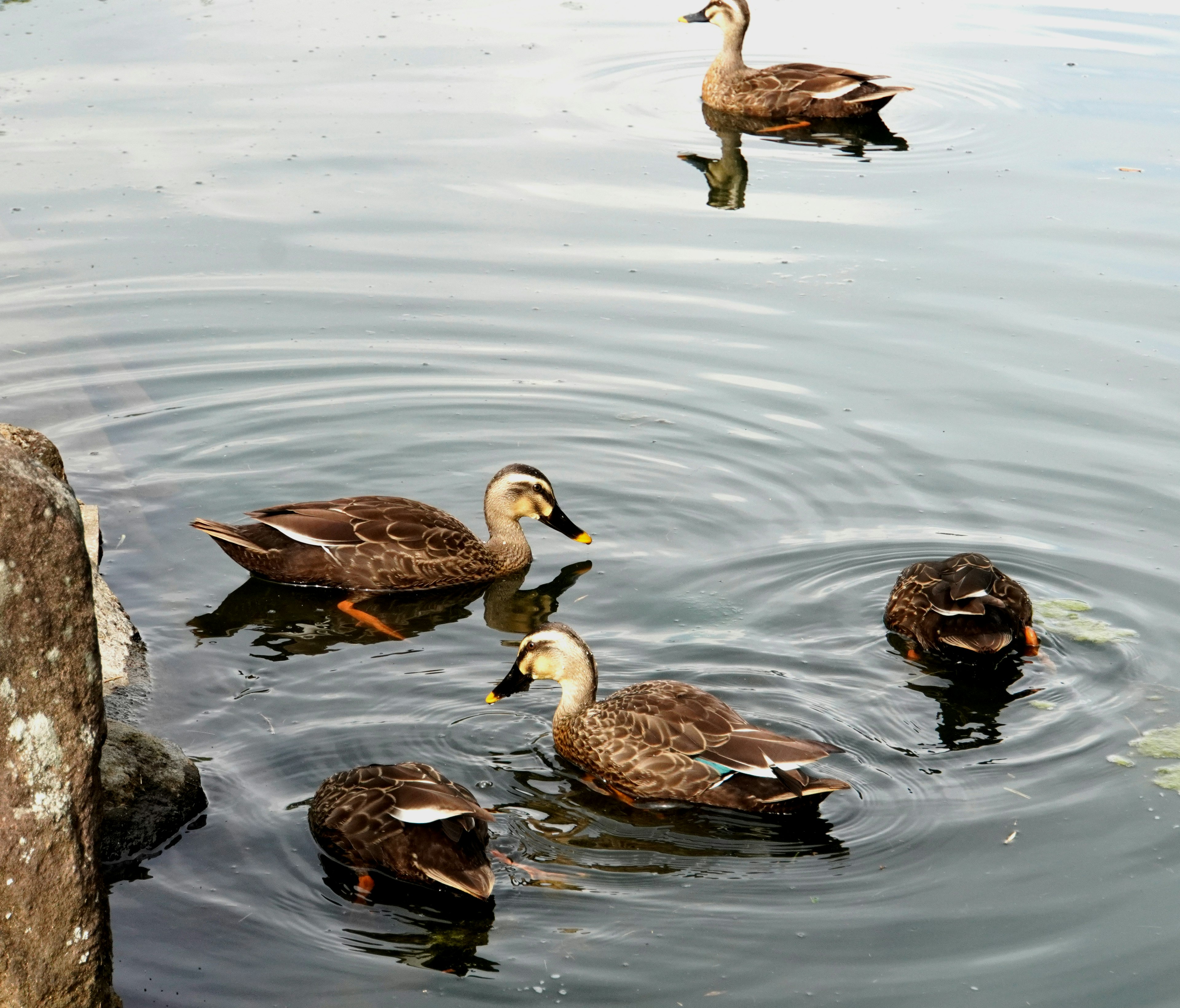 Eine Gruppe von Enten in einer ruhigen Wasserumgebung