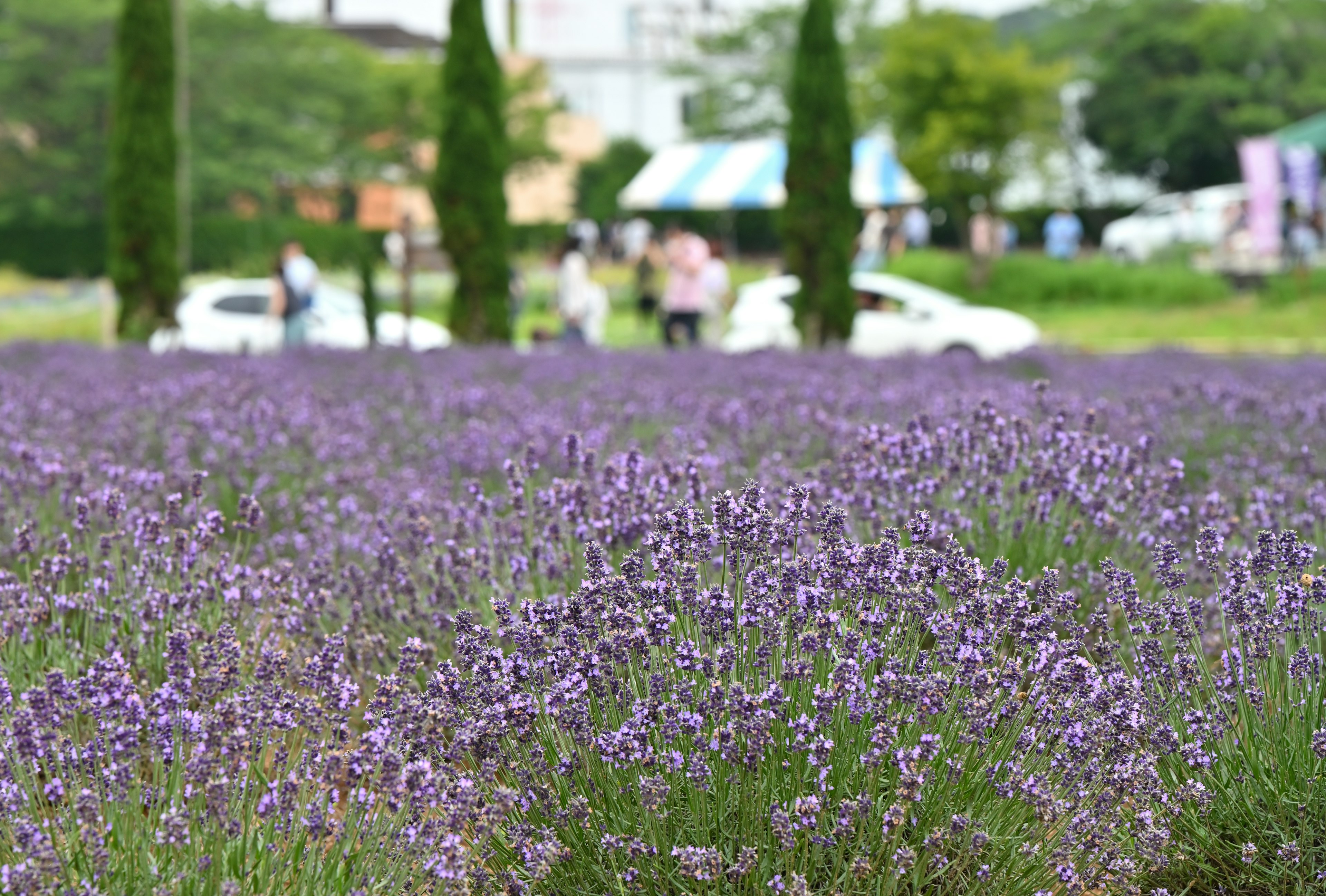 ラベンダー畑の前景に紫色のラベンダーの花が広がり背景には人々と車が見える