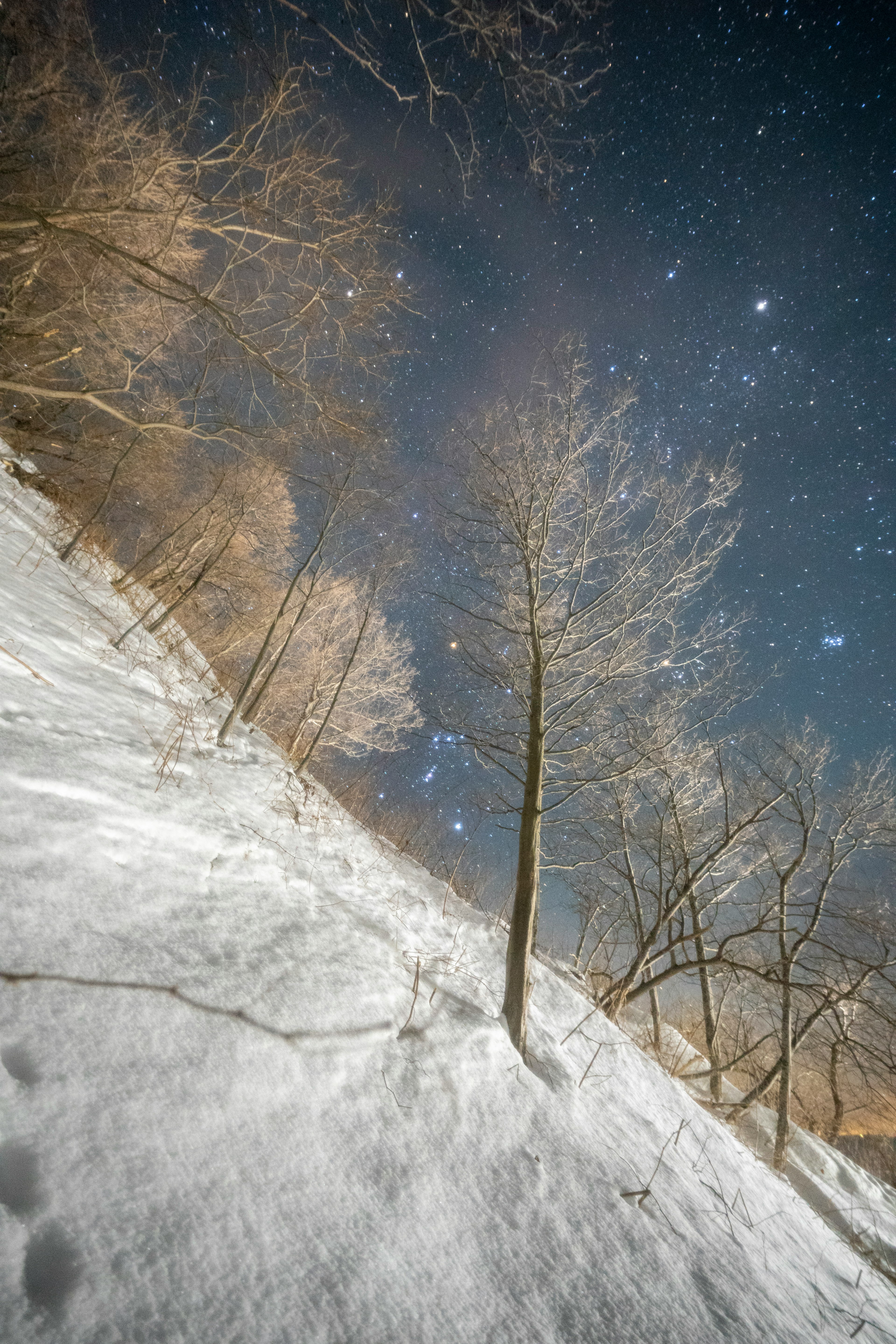 Un albero su una pendenza innevata sotto un cielo stellato