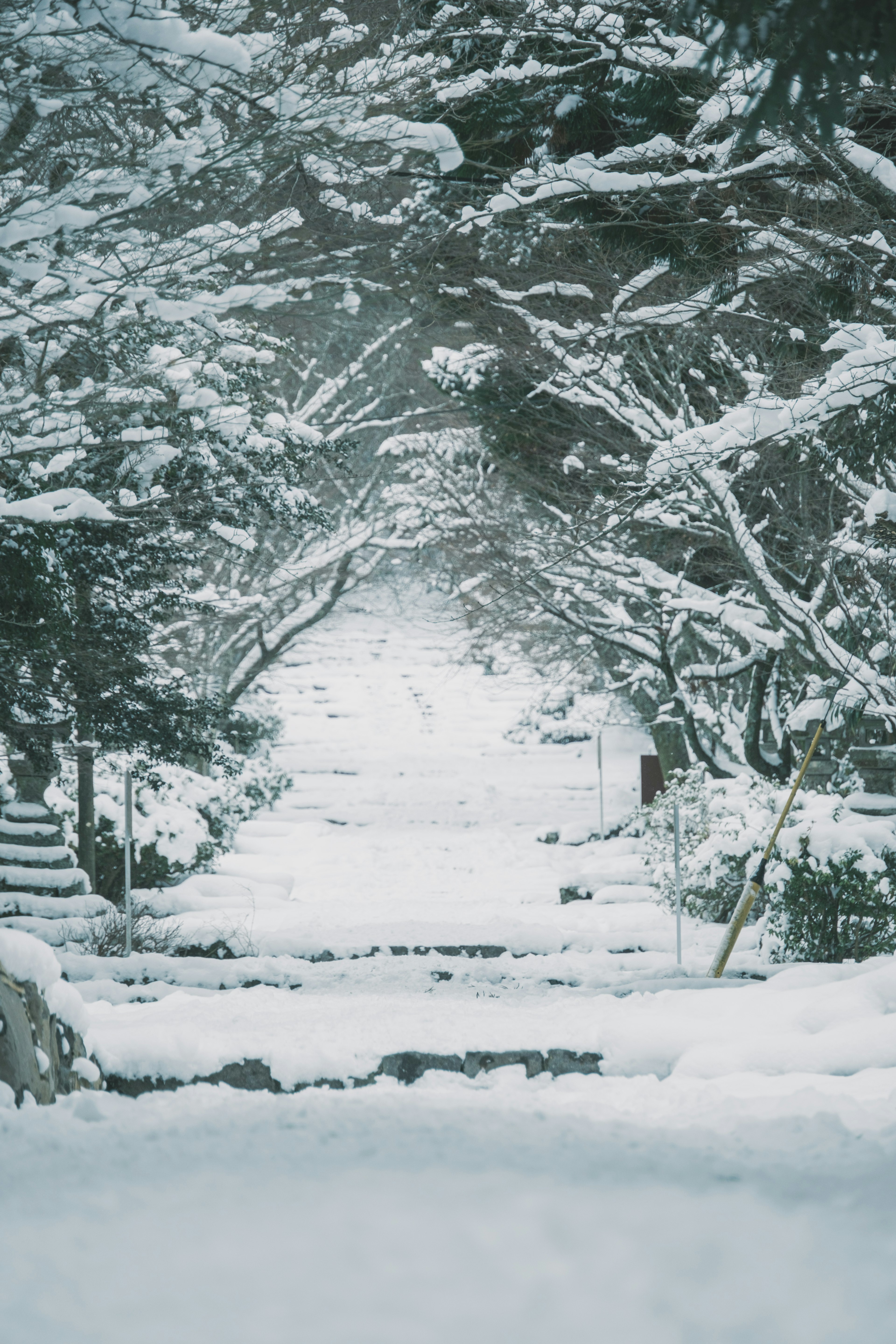 Snow-covered pathway with trees lining the sides