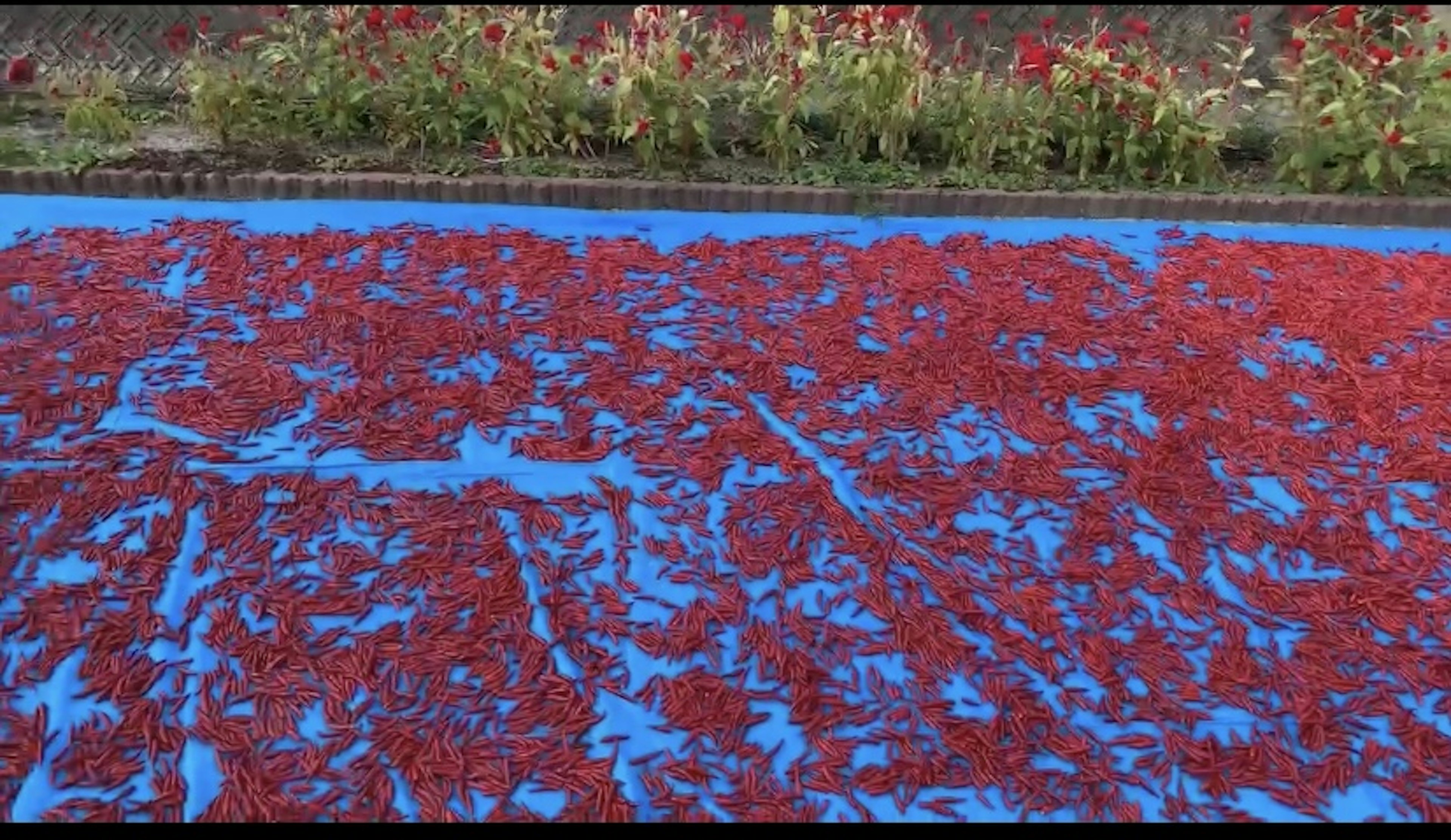 Cabai merah yang tersebar di atas kain biru