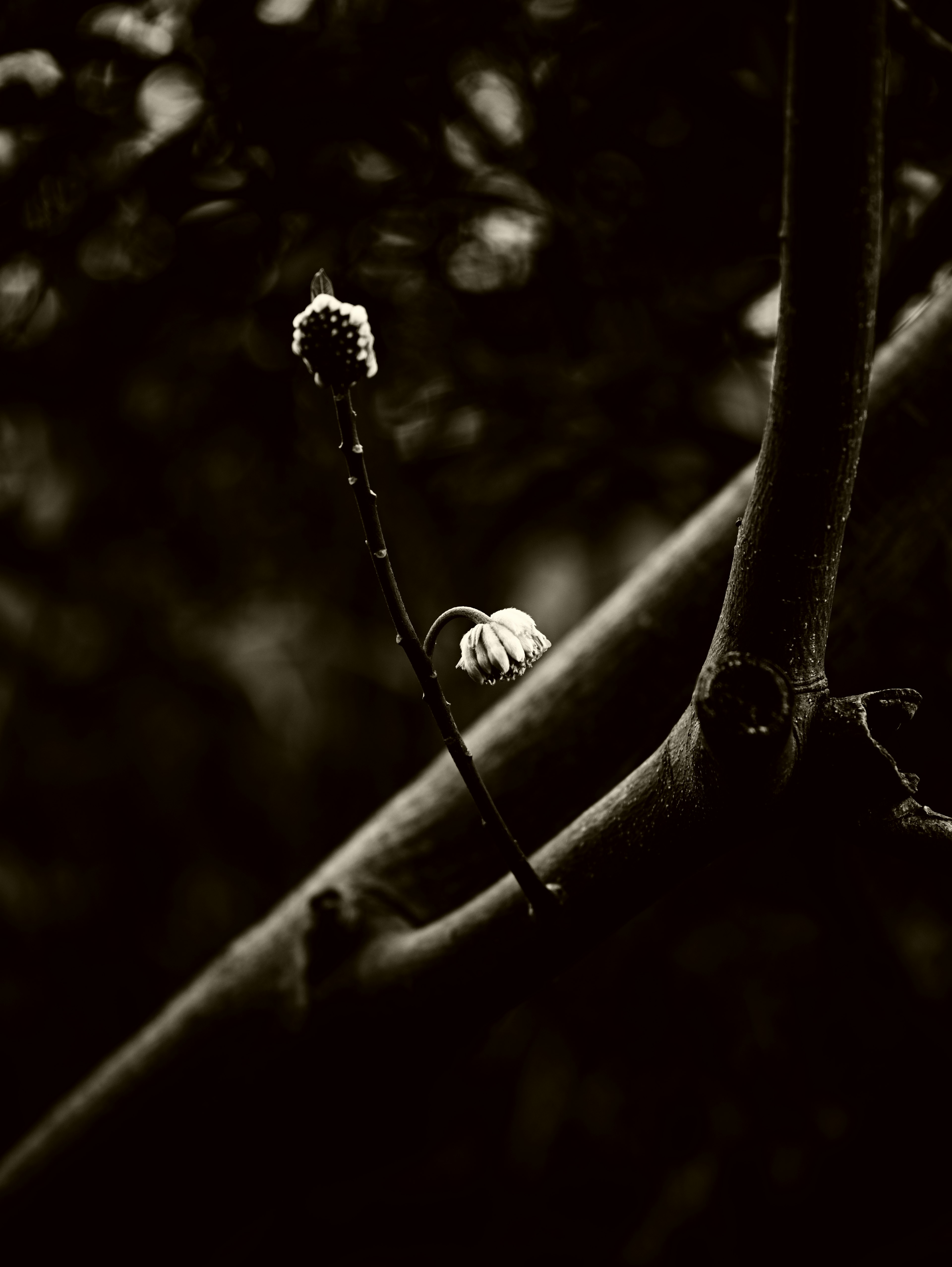 Silhouette of flower buds and branches against a dark background