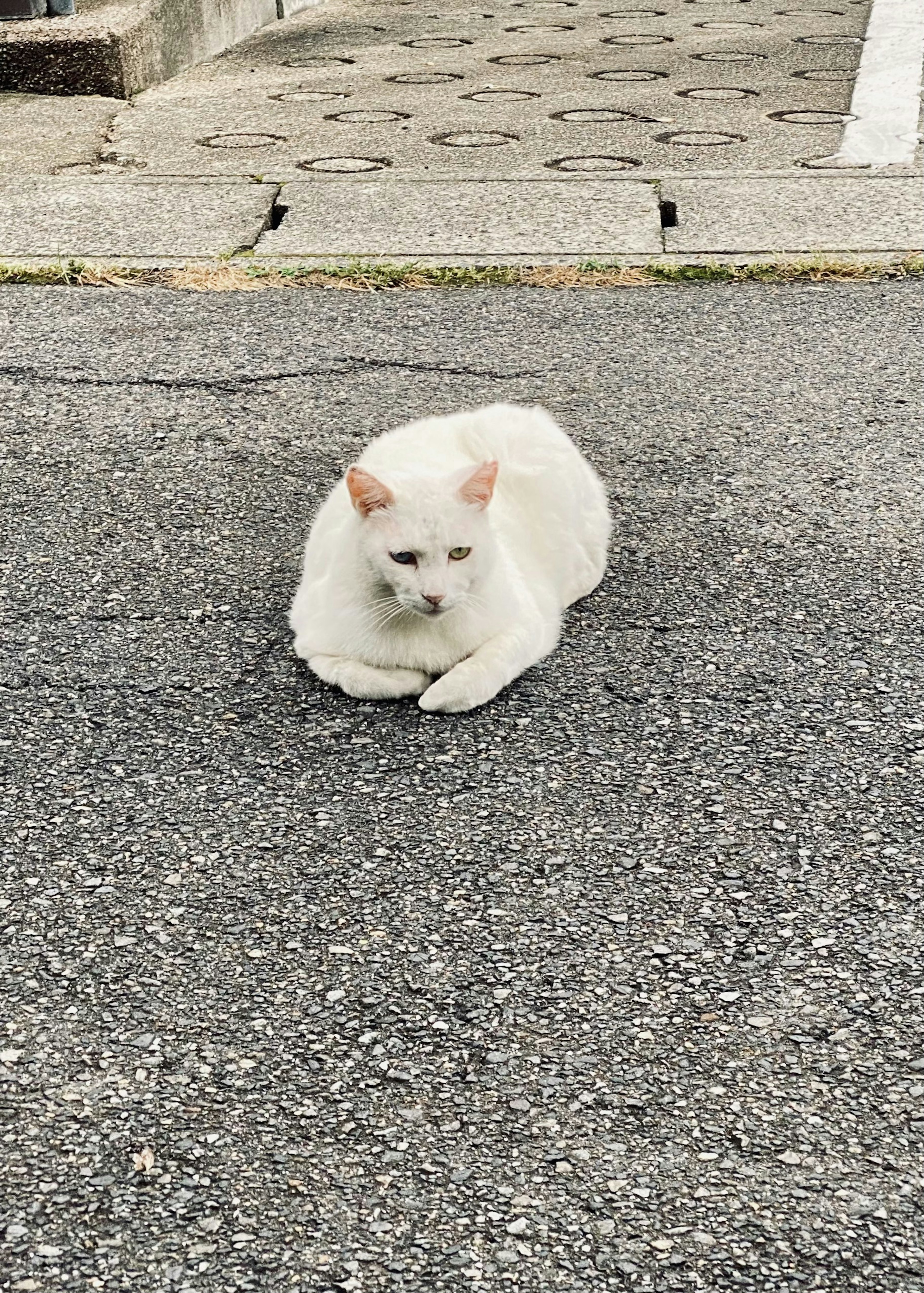 A white cat lying on the road