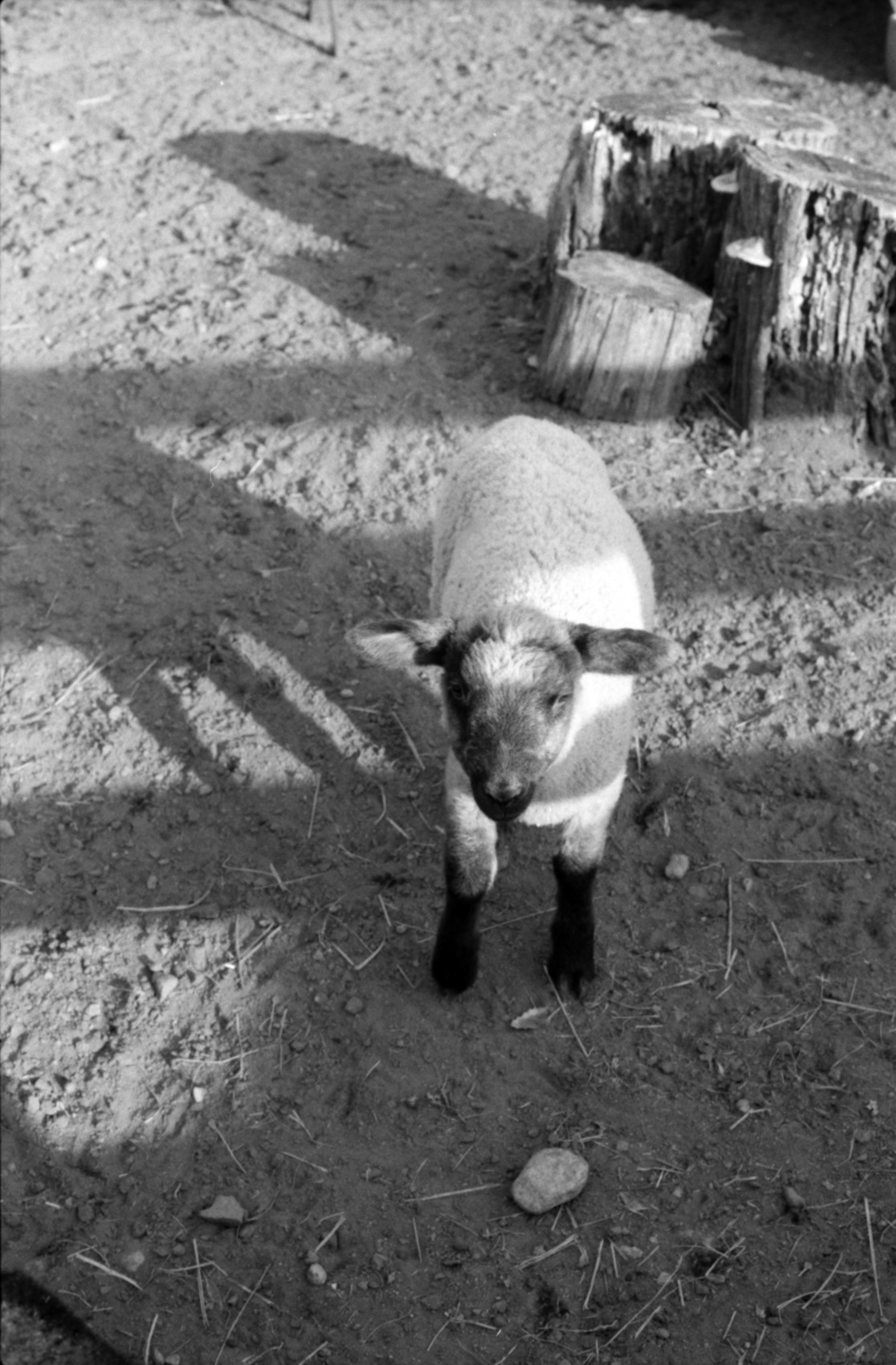 A black and white lamb standing on dirt with a tree stump in the background