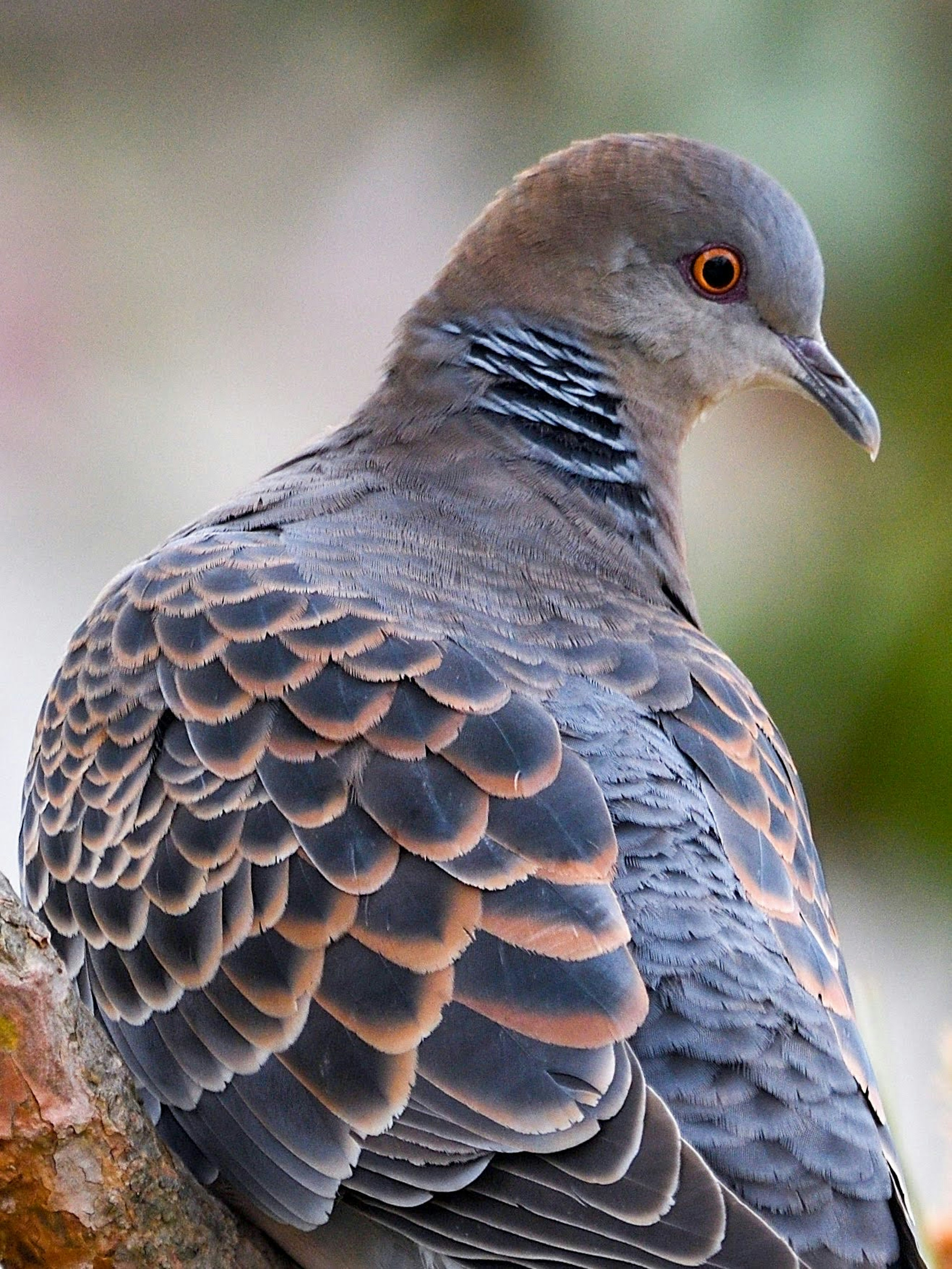 美しい羽模様を持つ鳩の側面の画像