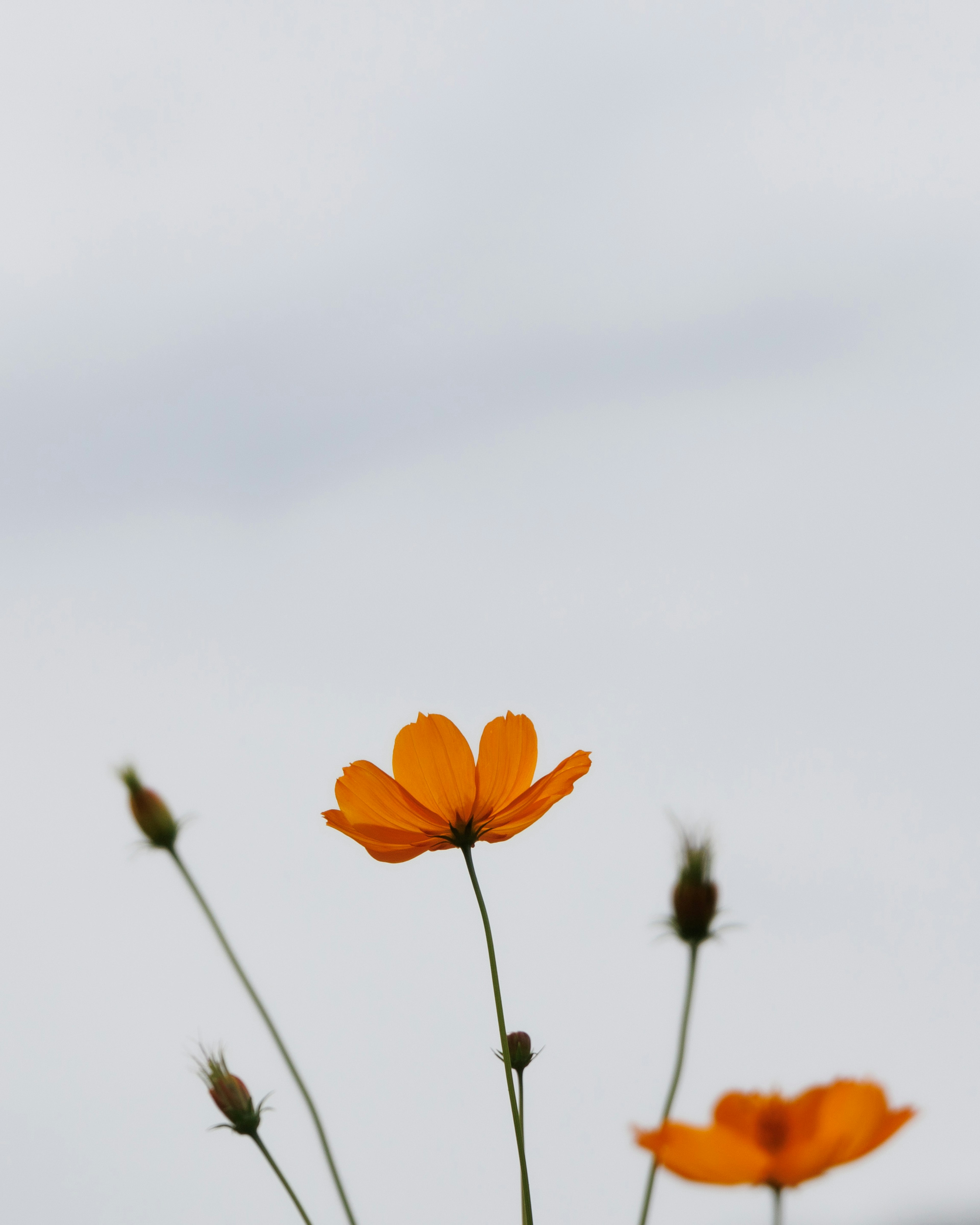 Fleurs orange s'épanouissant contre un ciel nuageux