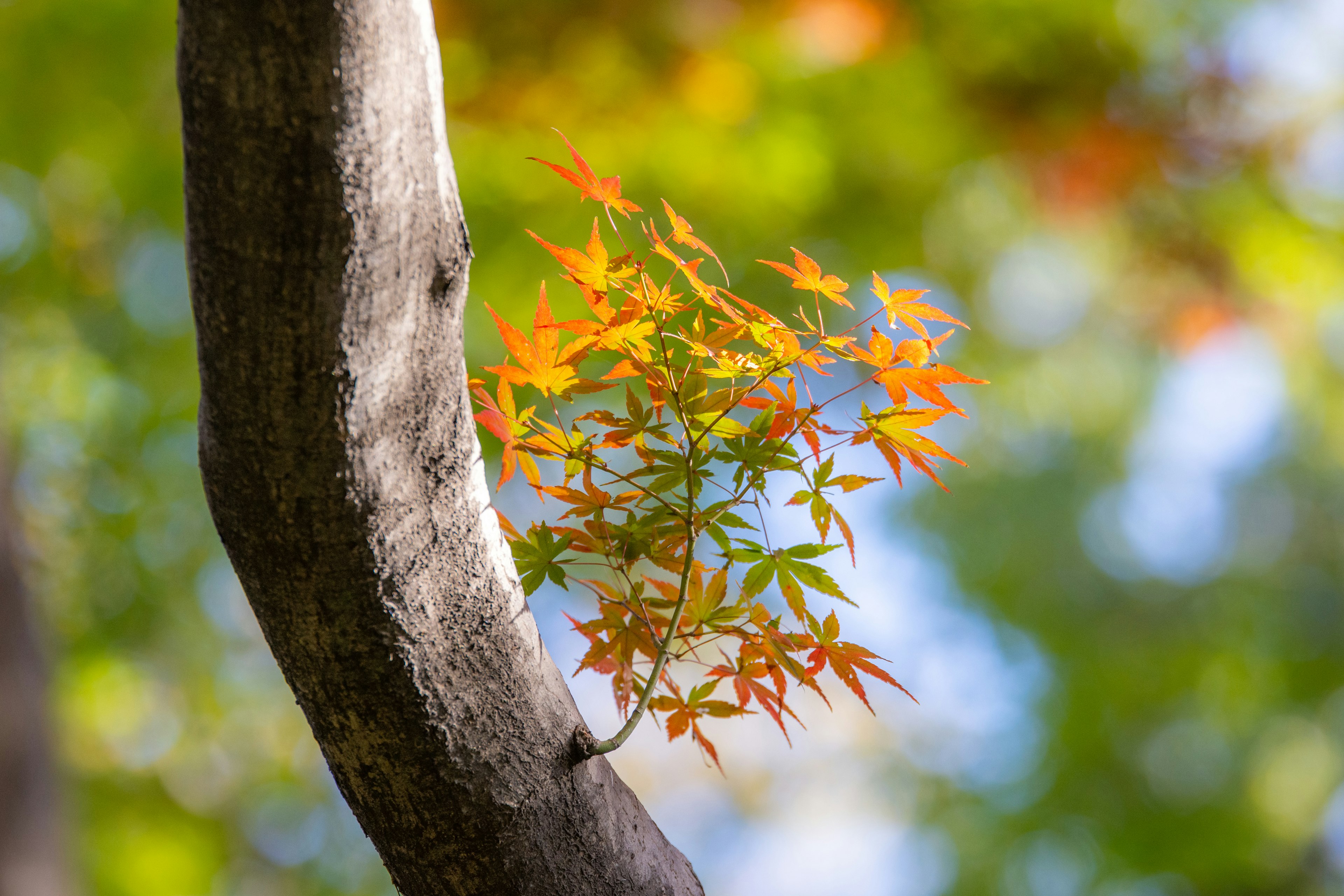 Close-up of a tree branch with autumn-colored leaves