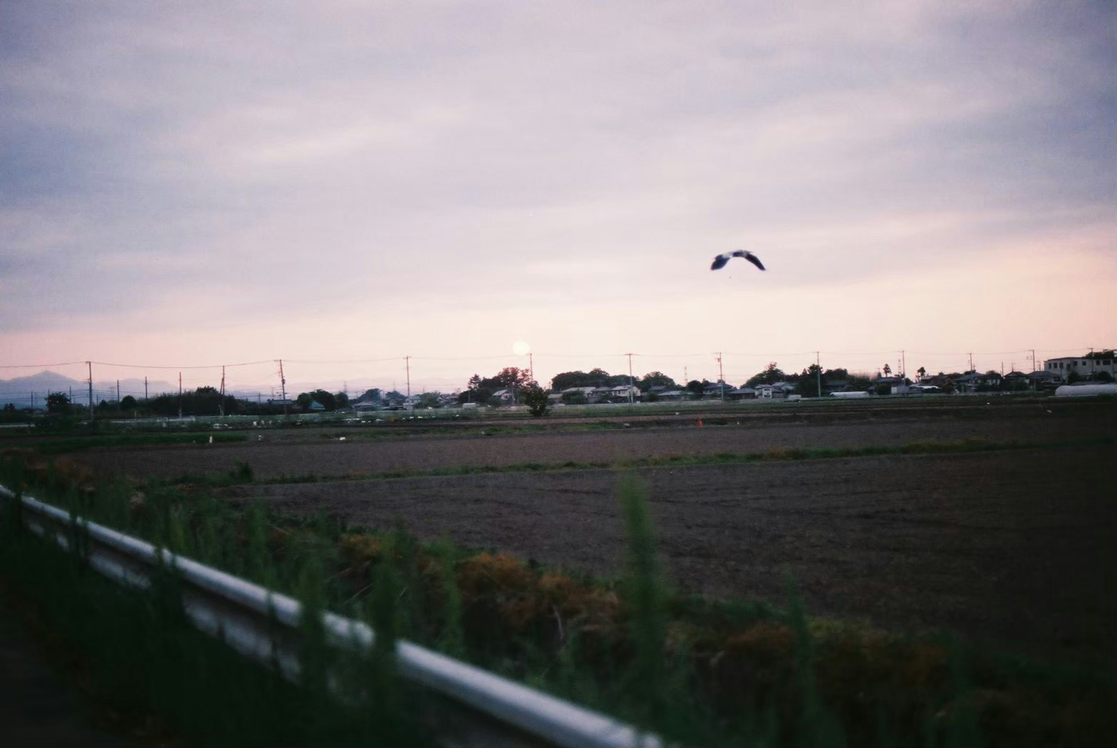 田園風景の夕暮れ時に飛ぶ鳥と遠くに見える家々