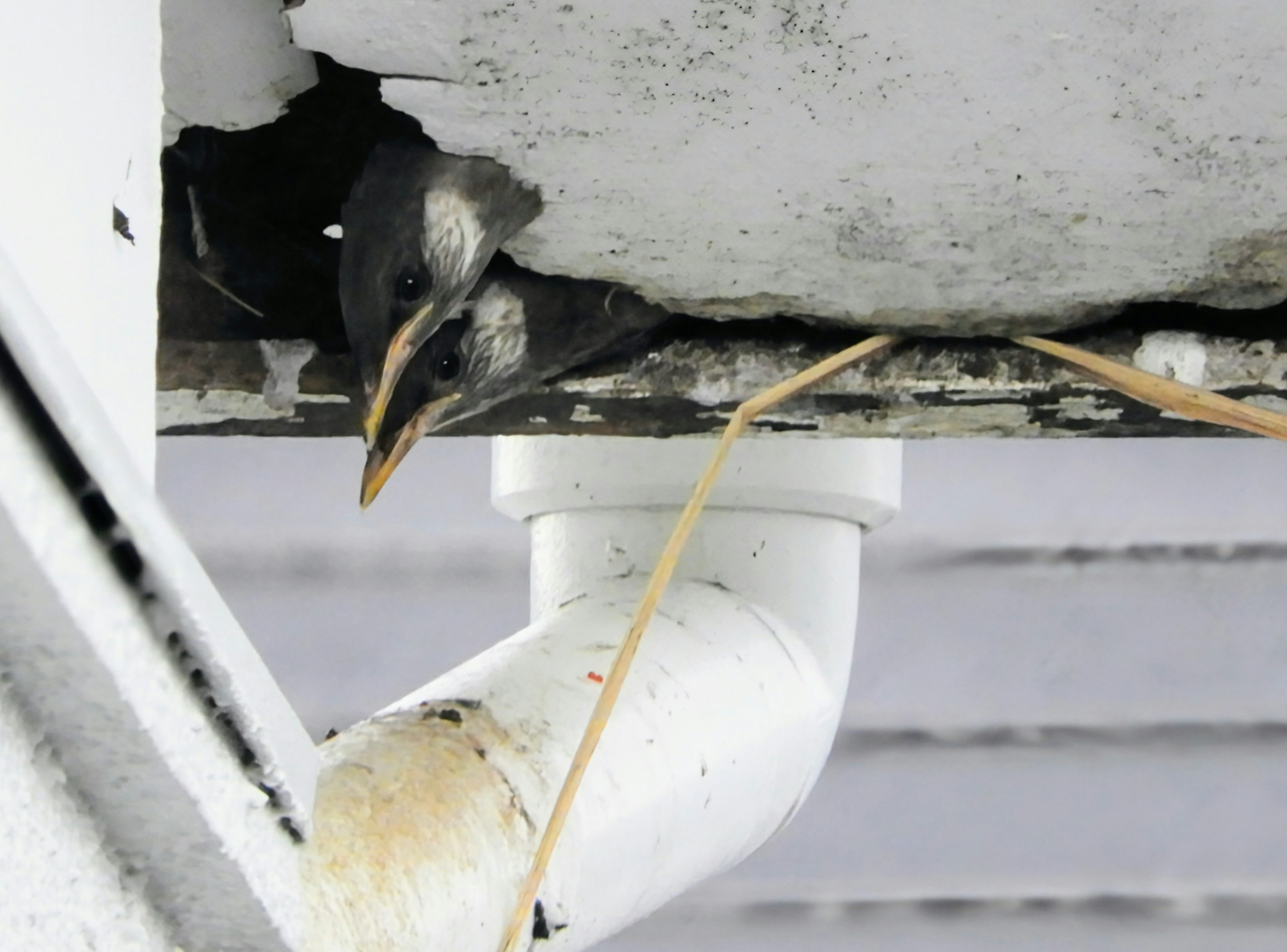 Two small birds peeking out from a gap in an old roof