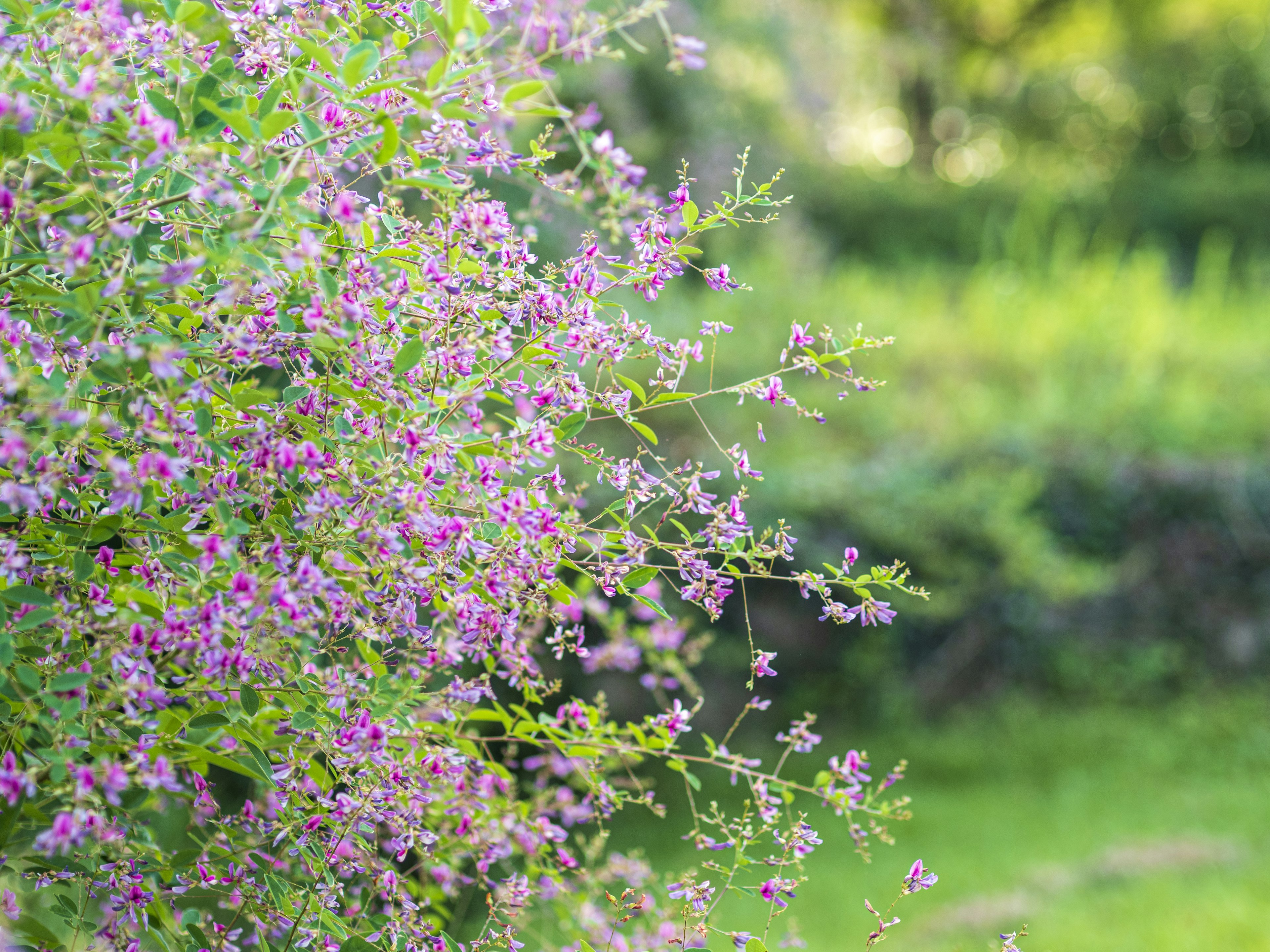 Primo piano di una pianta con fiori viola chiaro su sfondo verde che mostra un paesaggio naturale