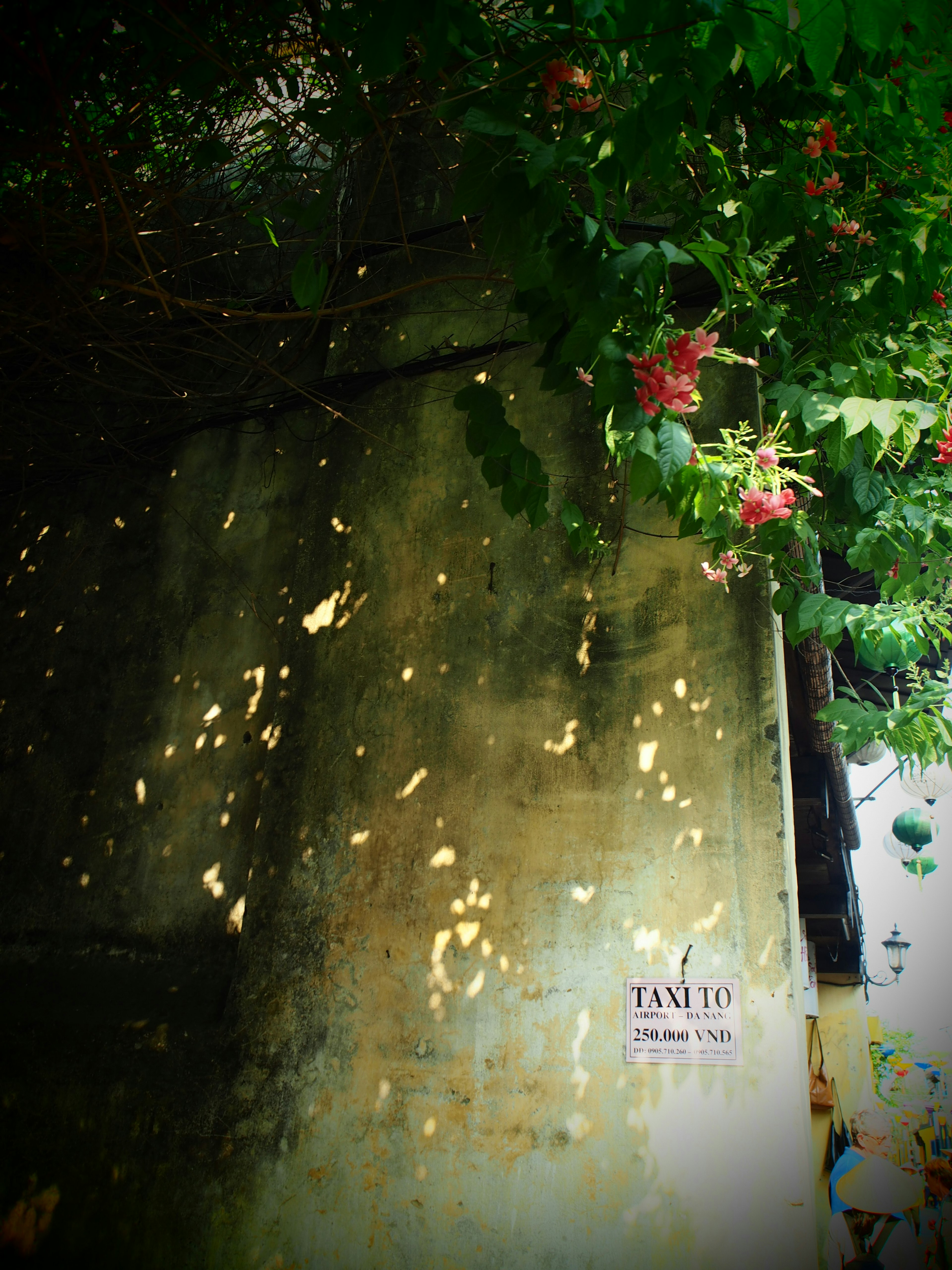 緑の葉が茂る壁と花がある風景の写真