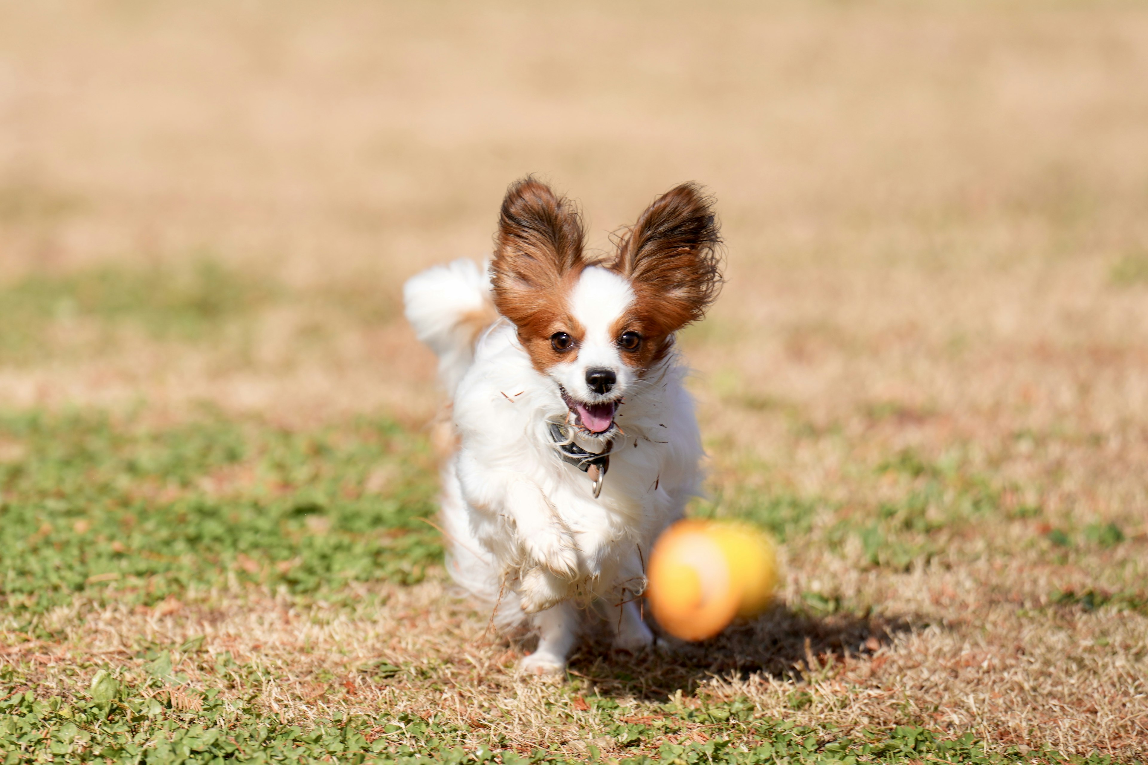 Papillon Hund jagt einen Ball in einem Park