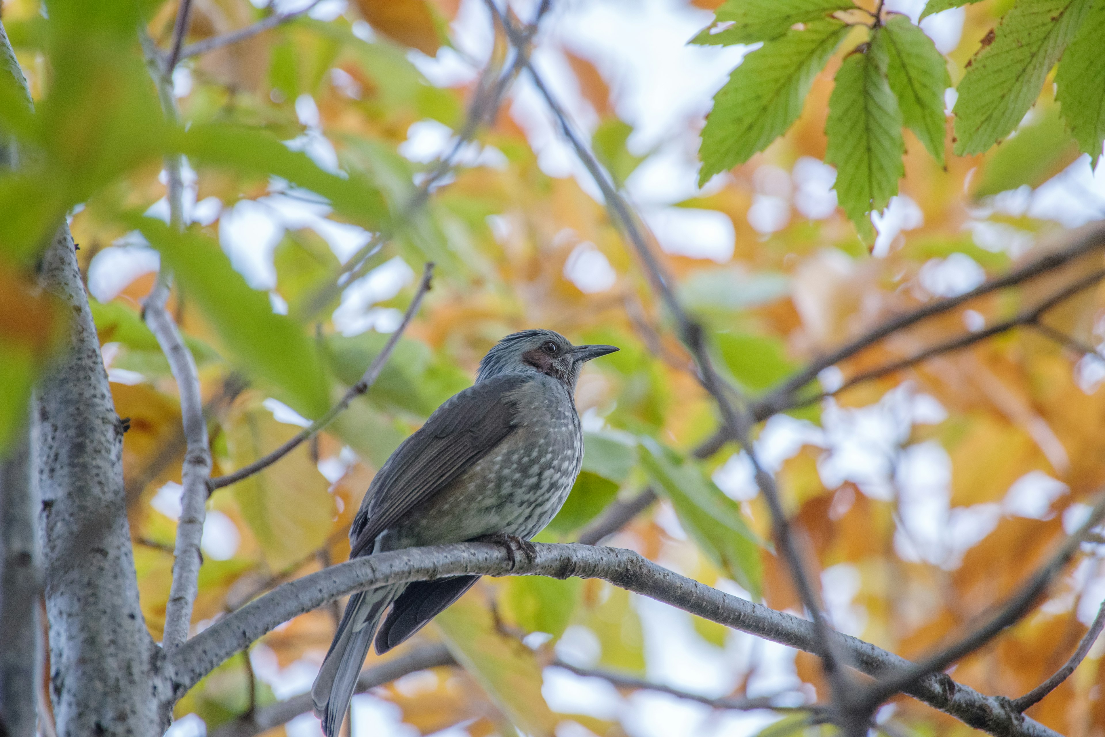 A small bird perched among autumn leaves