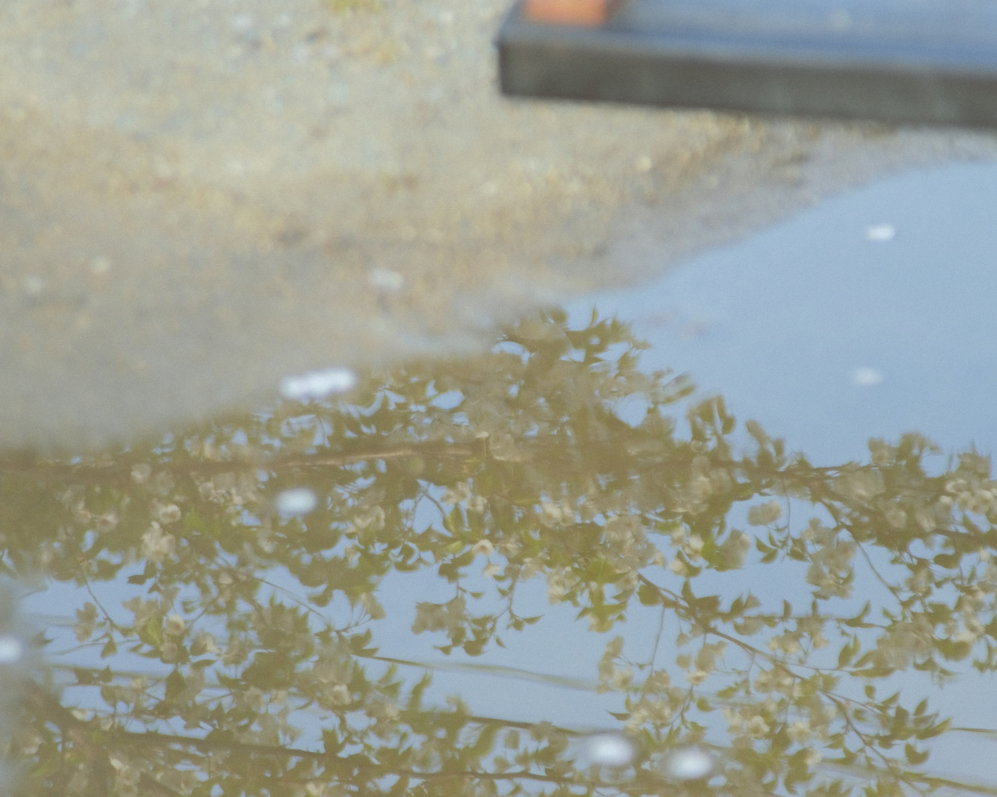 Reflection of trees in a puddle with a calm water surface