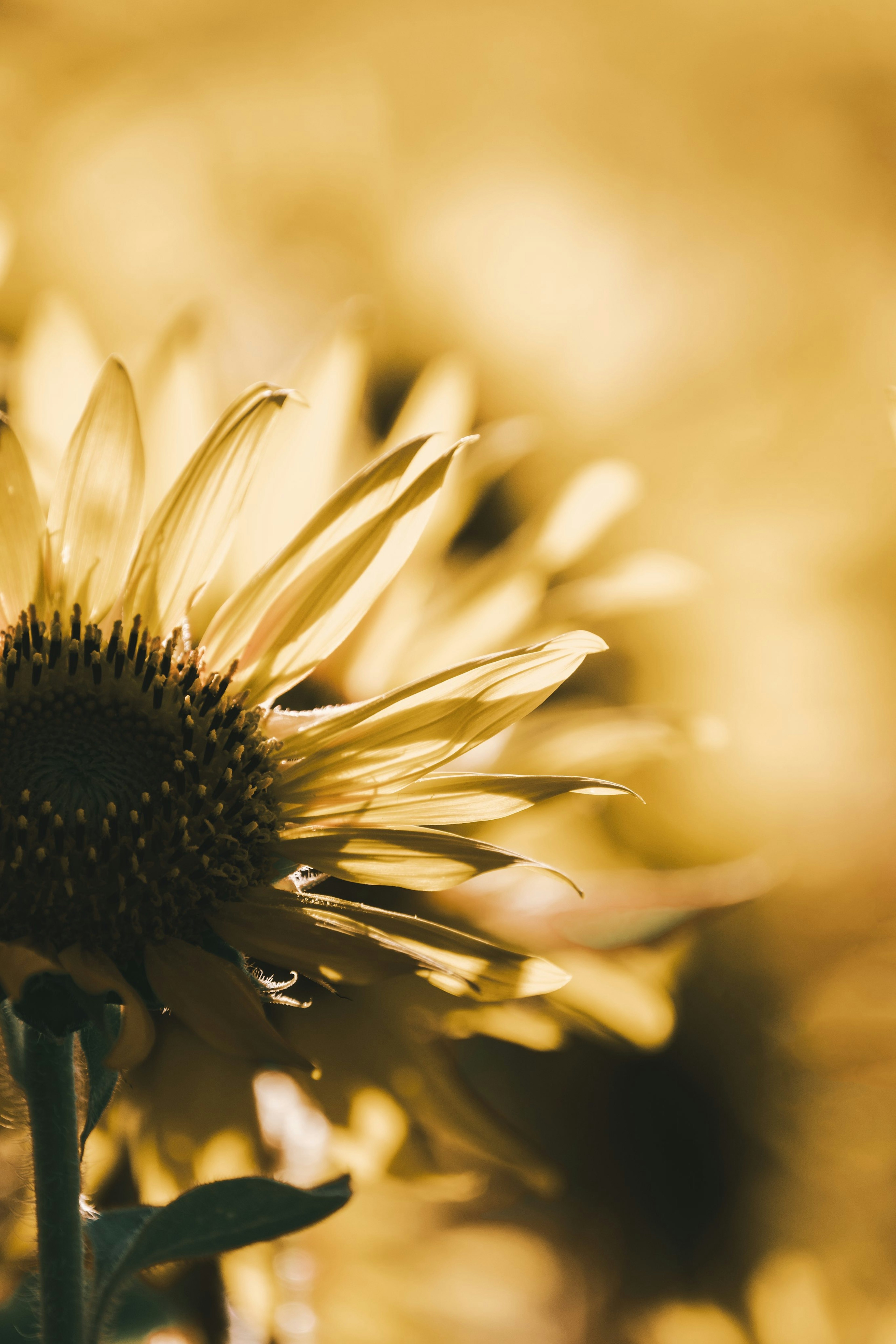 Close-up of a sunflower with a yellow background