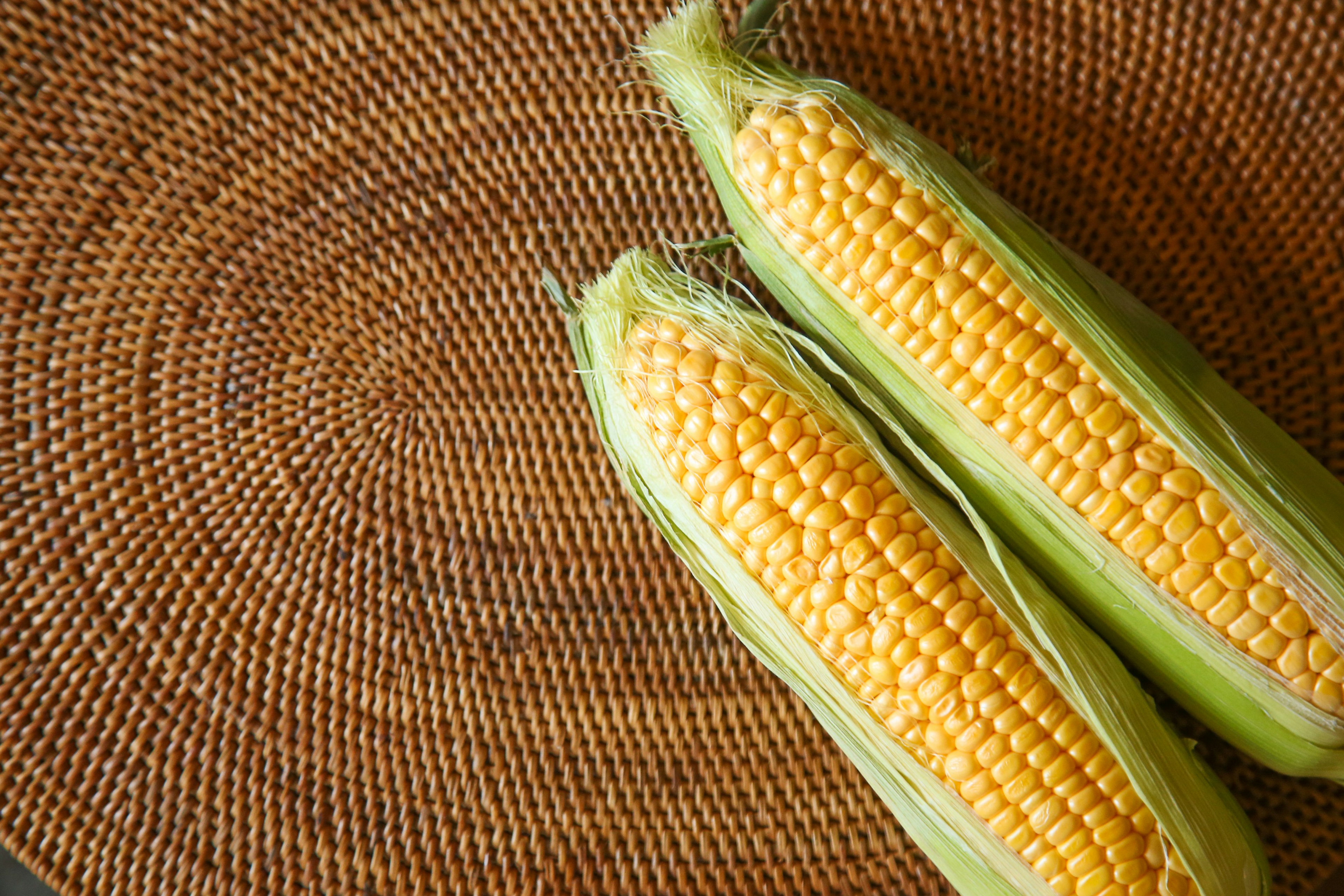 Two fresh ears of corn wrapped in green husks