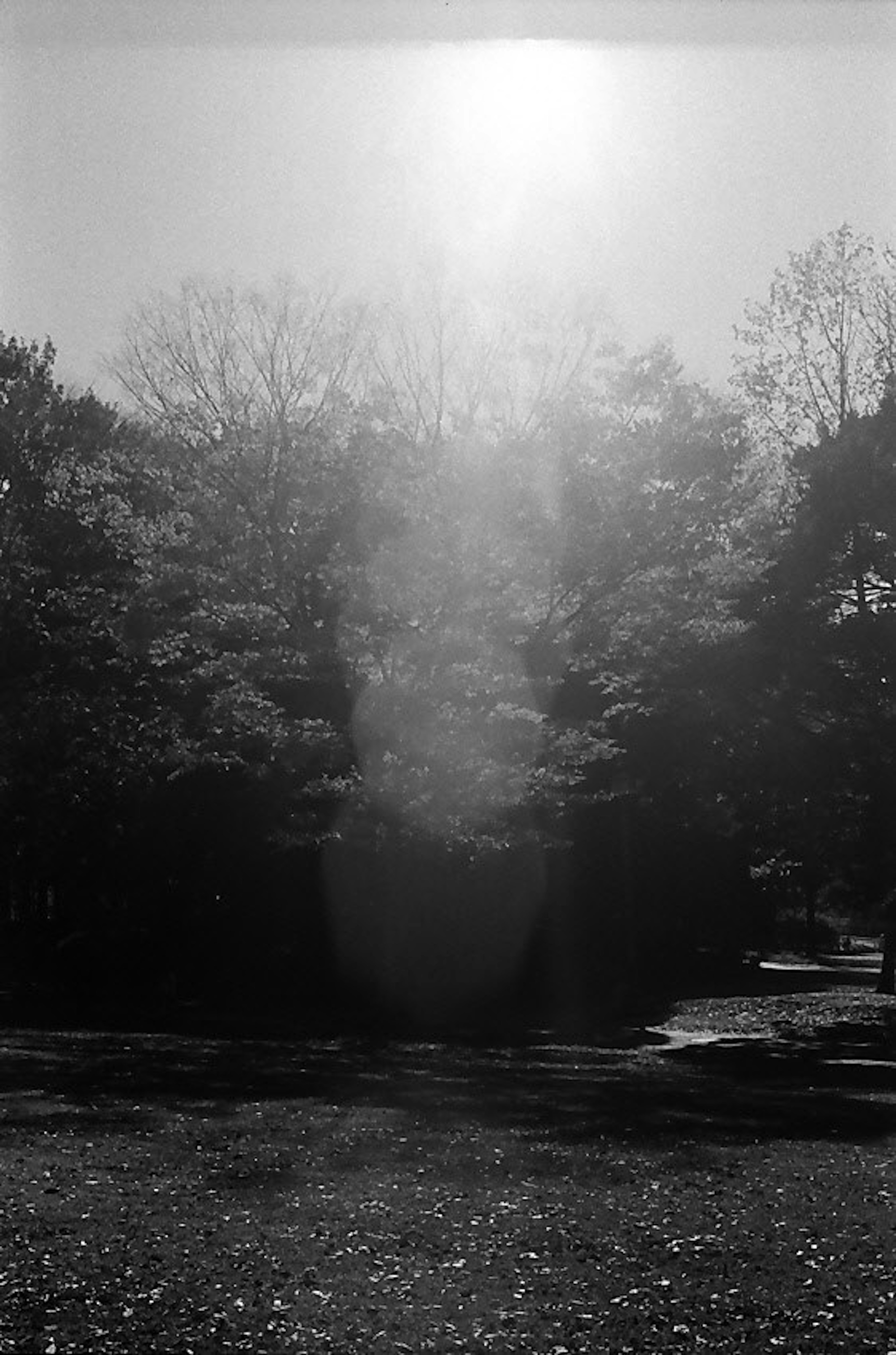 Foto in bianco e nero con alberi e luce solare che filtra