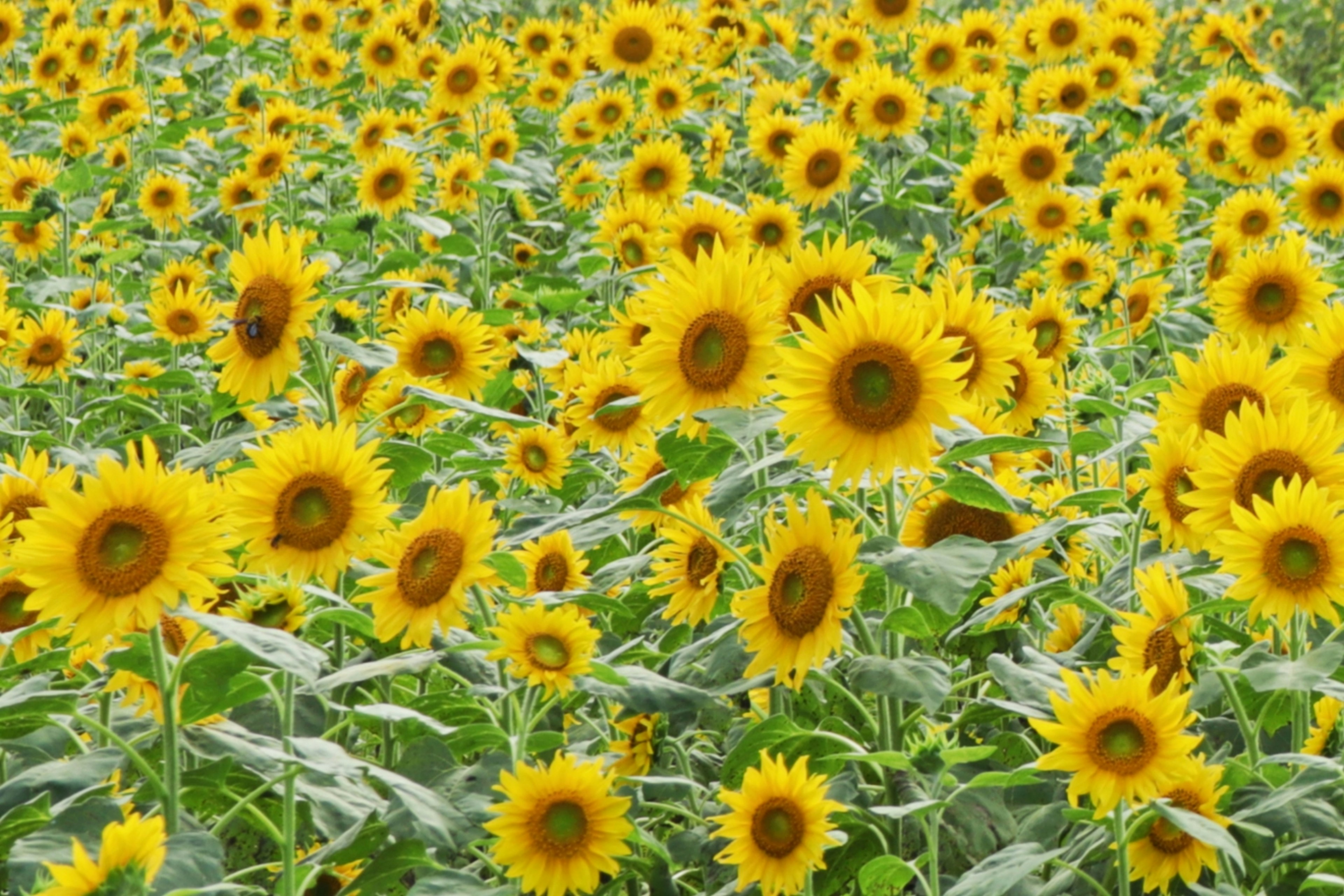 Ladang bunga matahari yang cerah dengan bunga kuning yang terang