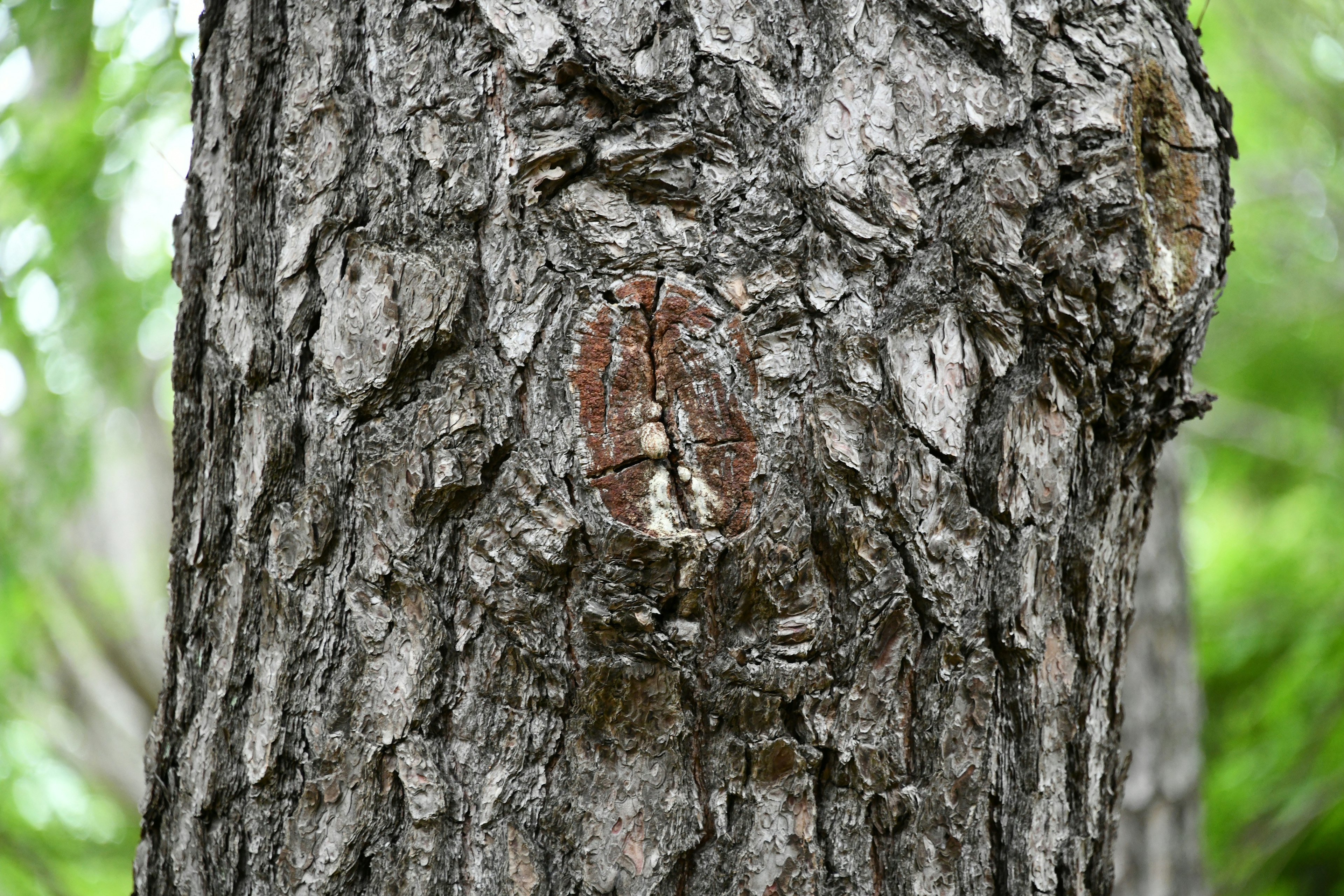 Motif et texture uniques sur un tronc d'arbre