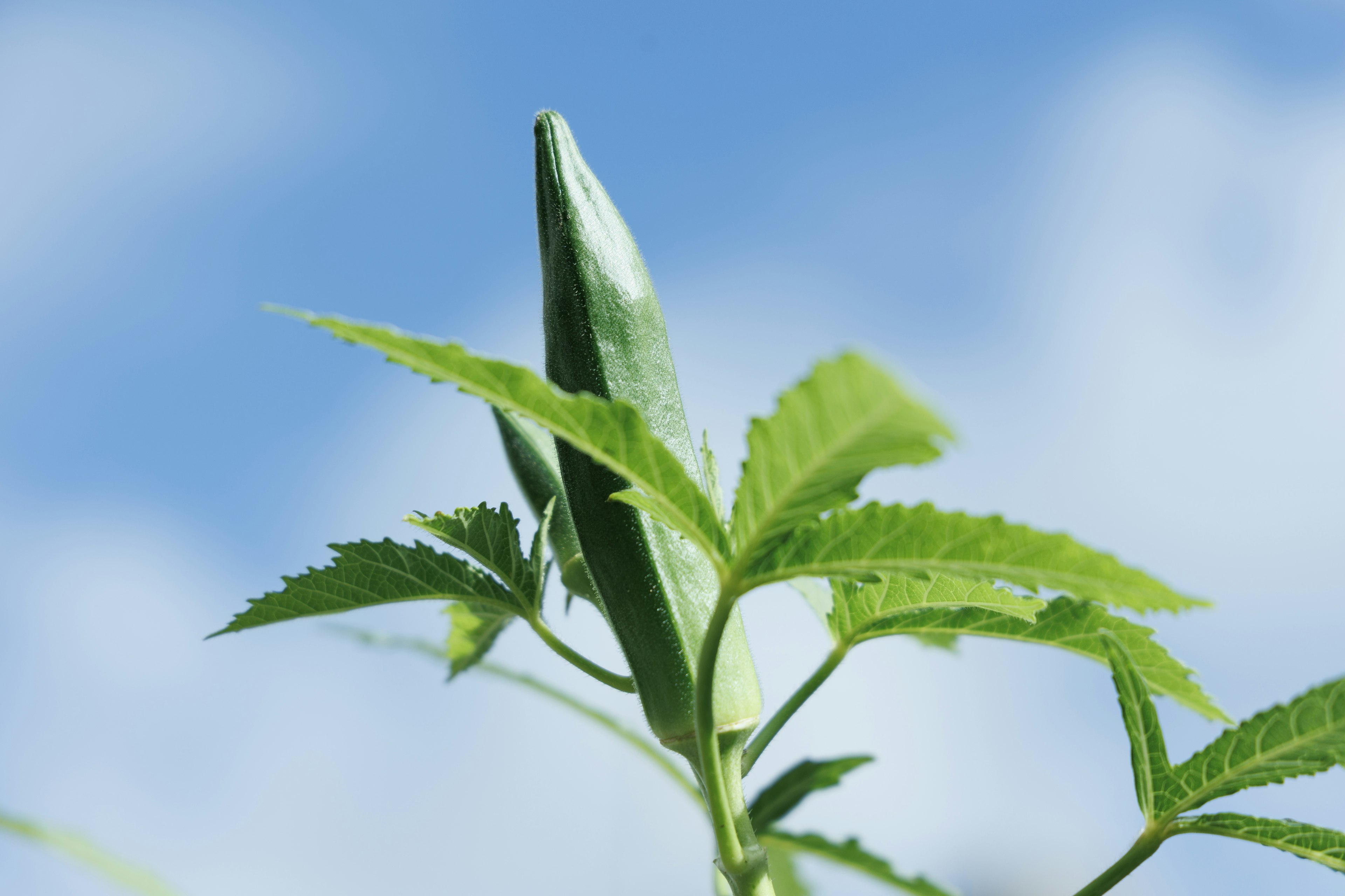 Okra bud with green leaves under a blue sky