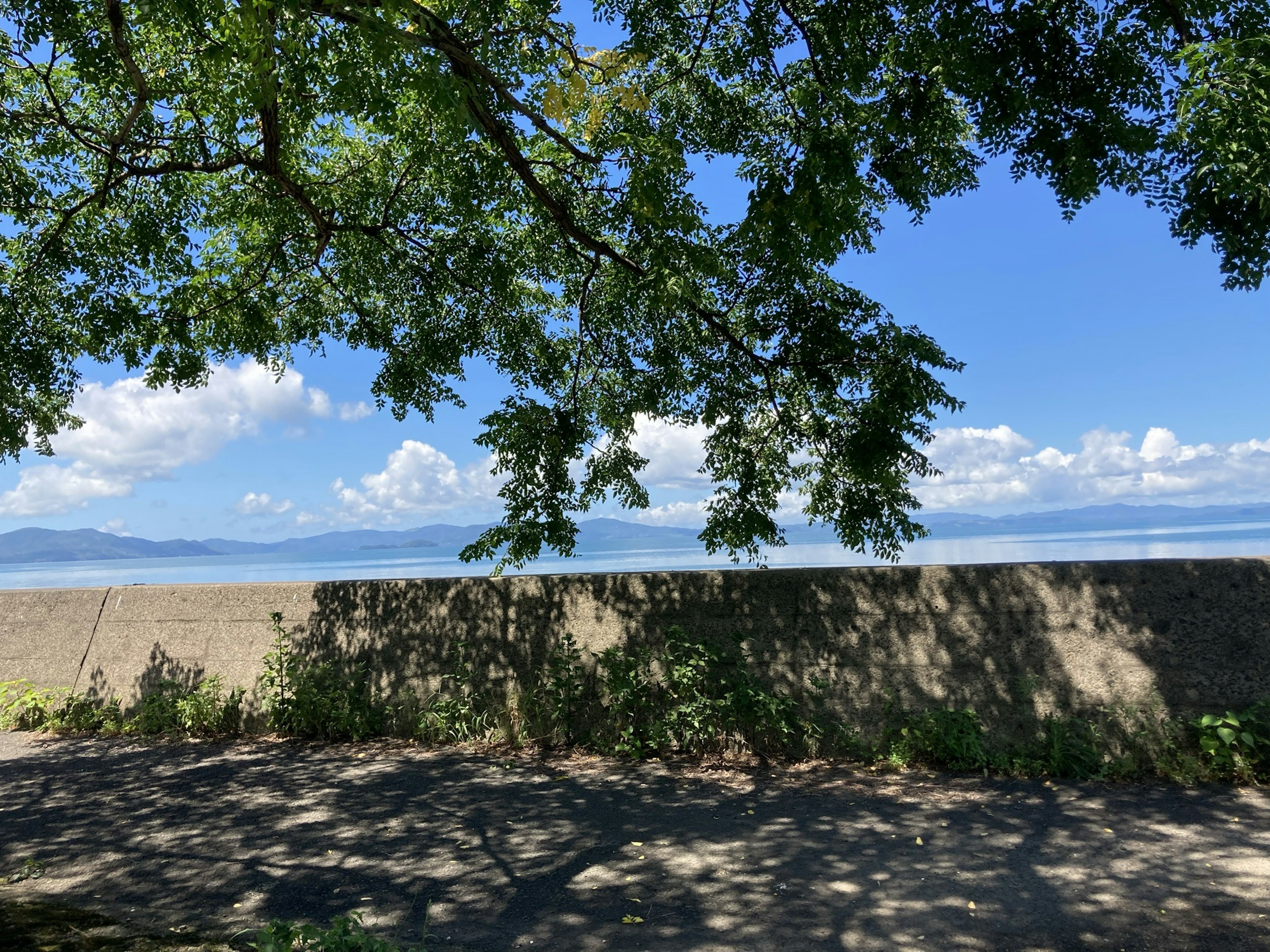 Pemandangan pantai dengan langit biru dan laut dikelilingi cabang pohon