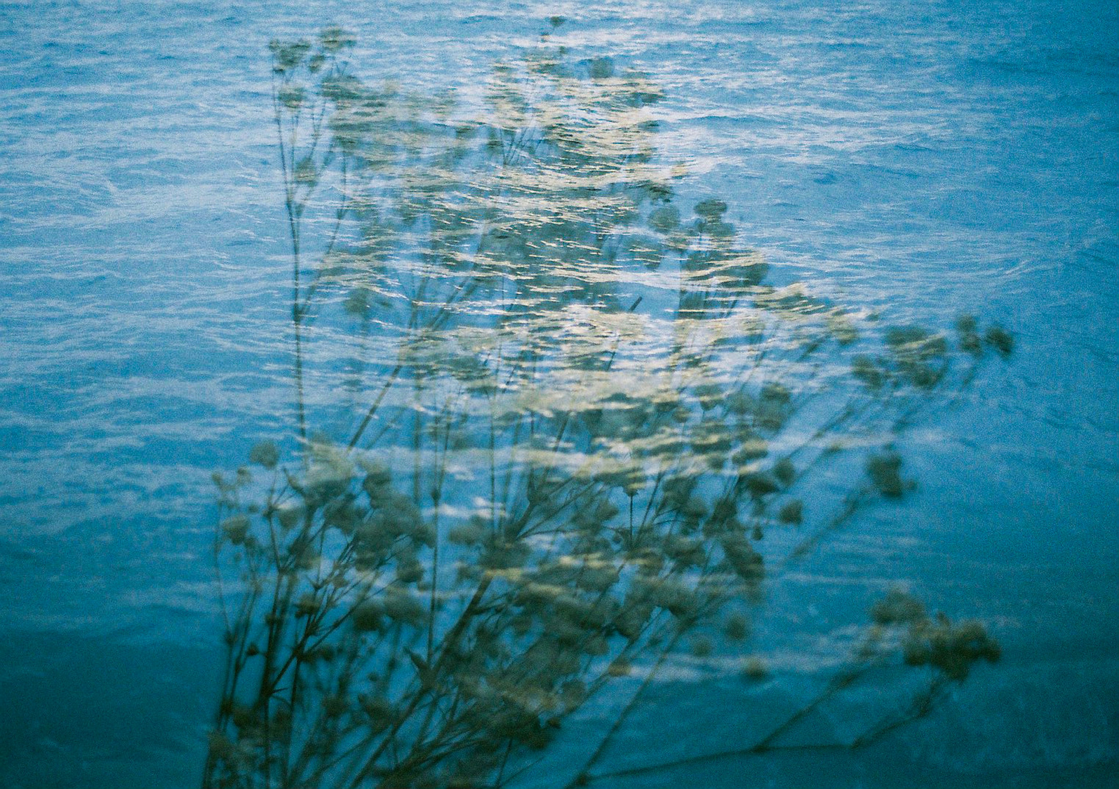 Silhouette de plantes reflétées sur une surface d'eau bleue créant un paysage onirique