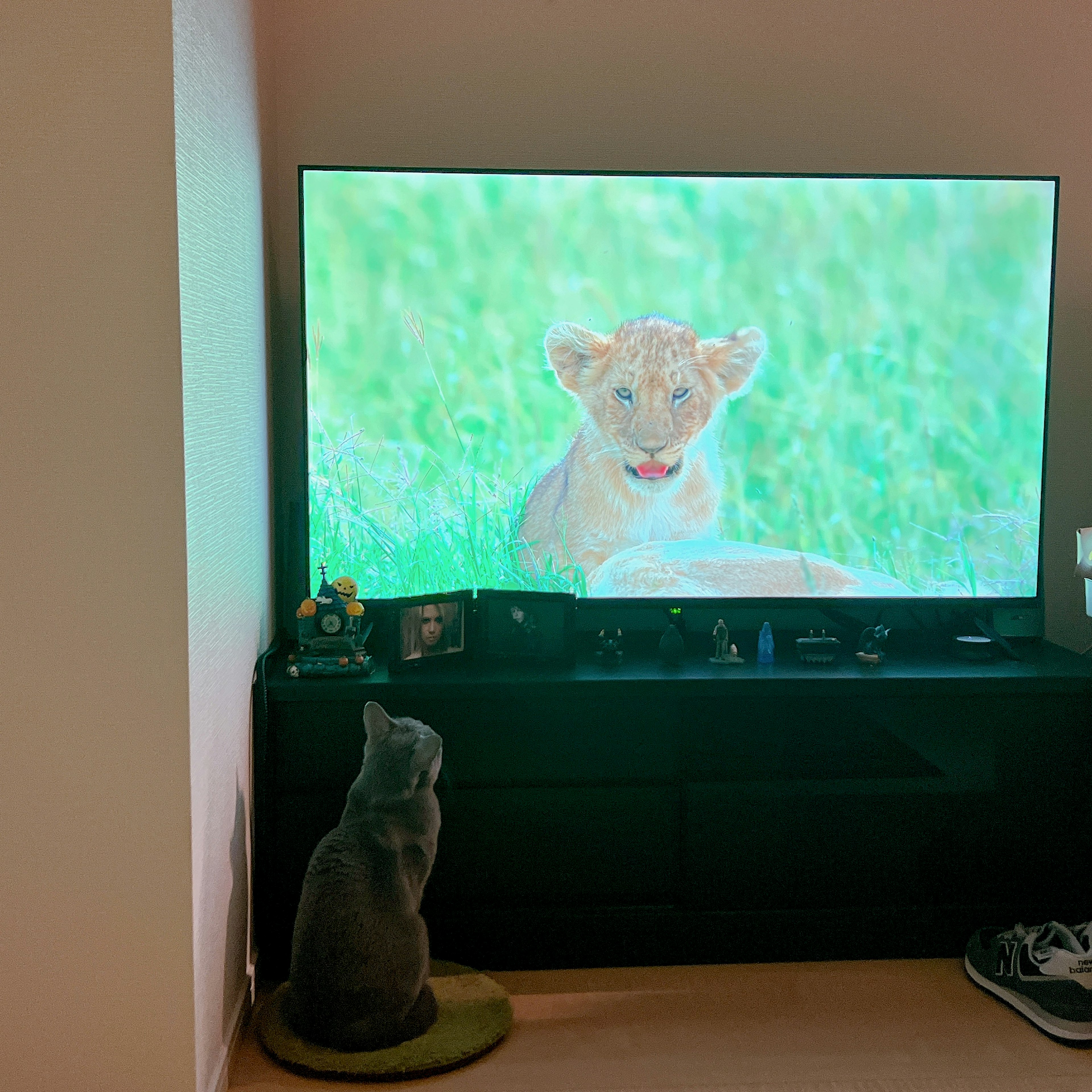 Eine Katze, die fern sieht, mit einem Löwenjungtier auf dem Bildschirm in einem grasigen Feld