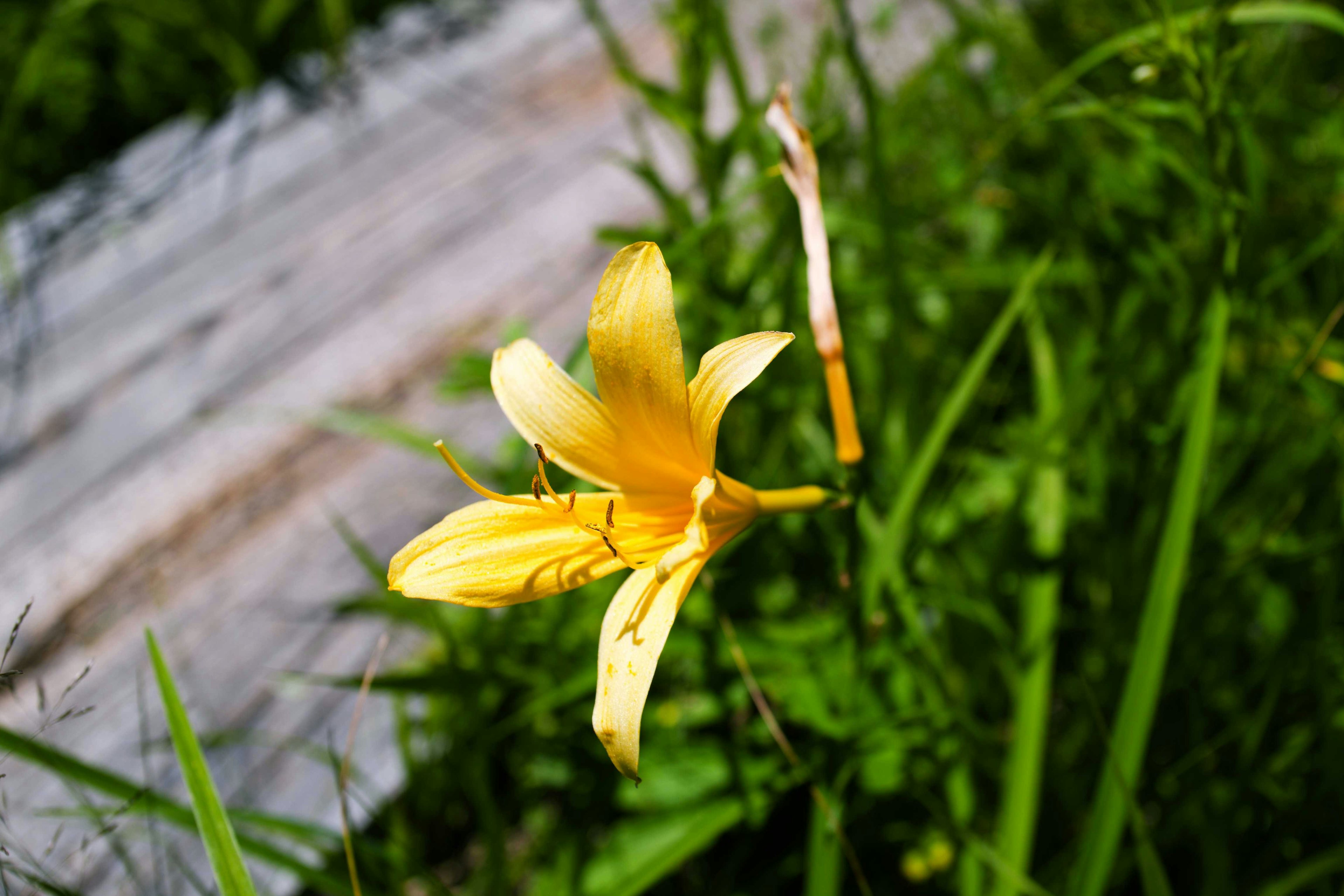 Un fiore giallo che fiorisce tra l'erba verde e assi di legno